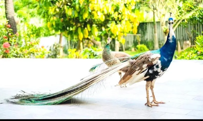 Garden in Hotel Lepic