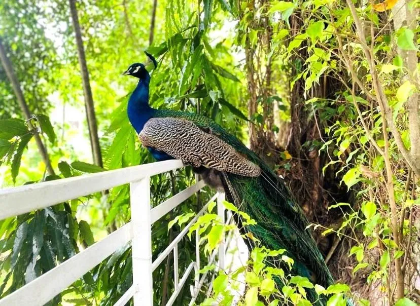 Garden in Hotel Lepic