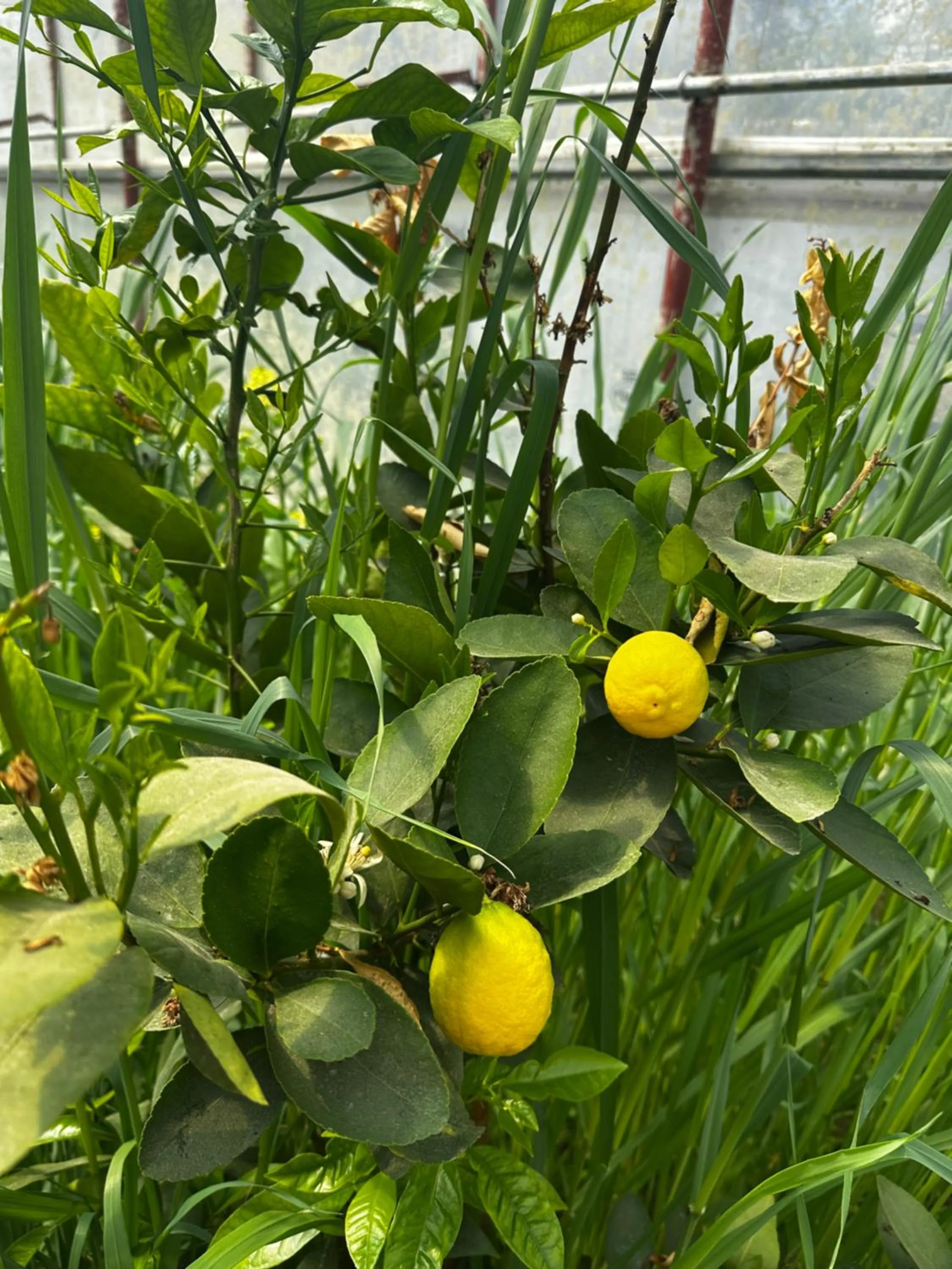 Kandybos Eco Farm Village