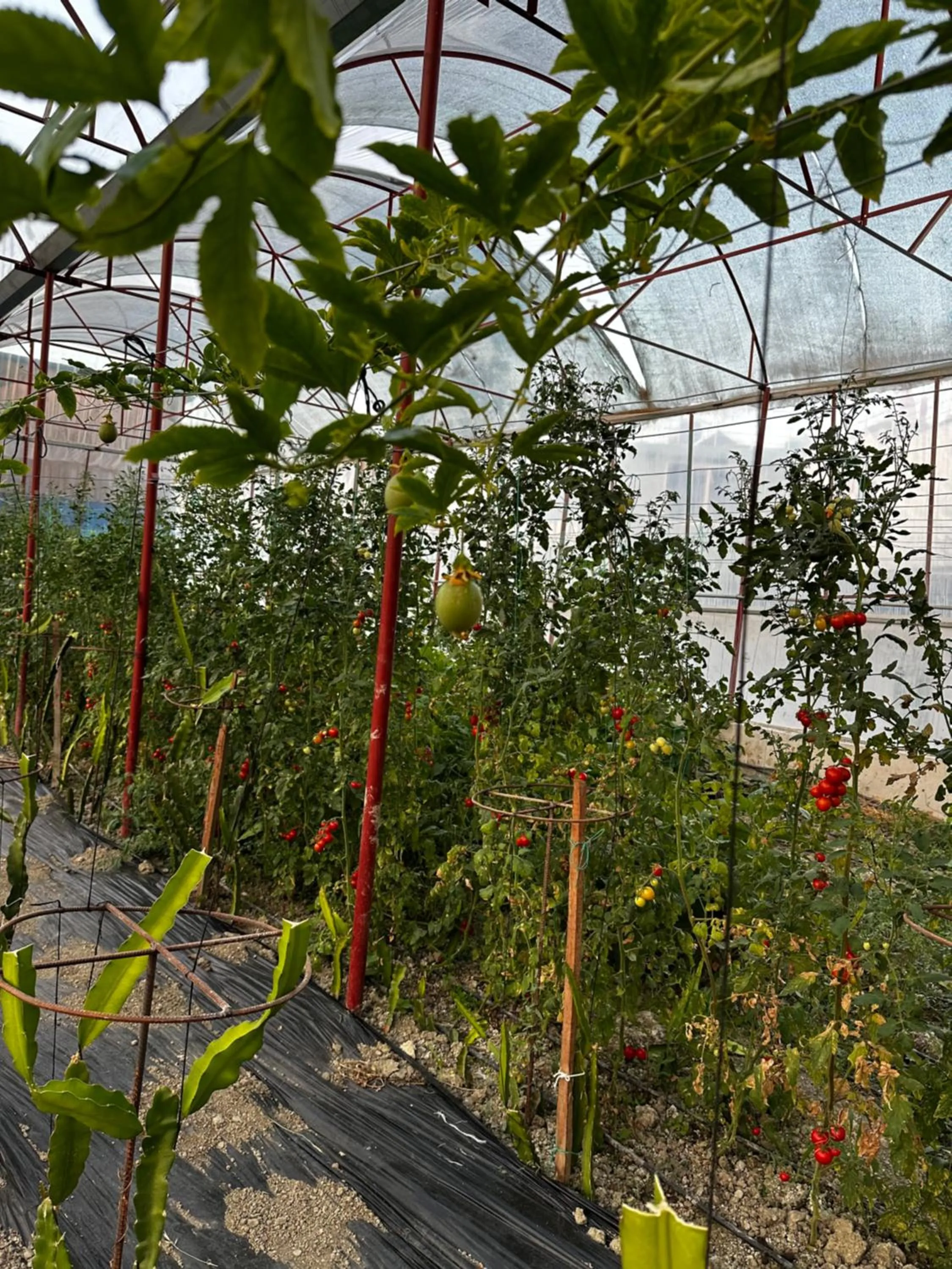 Garden in Kandybos Eco Farm Village