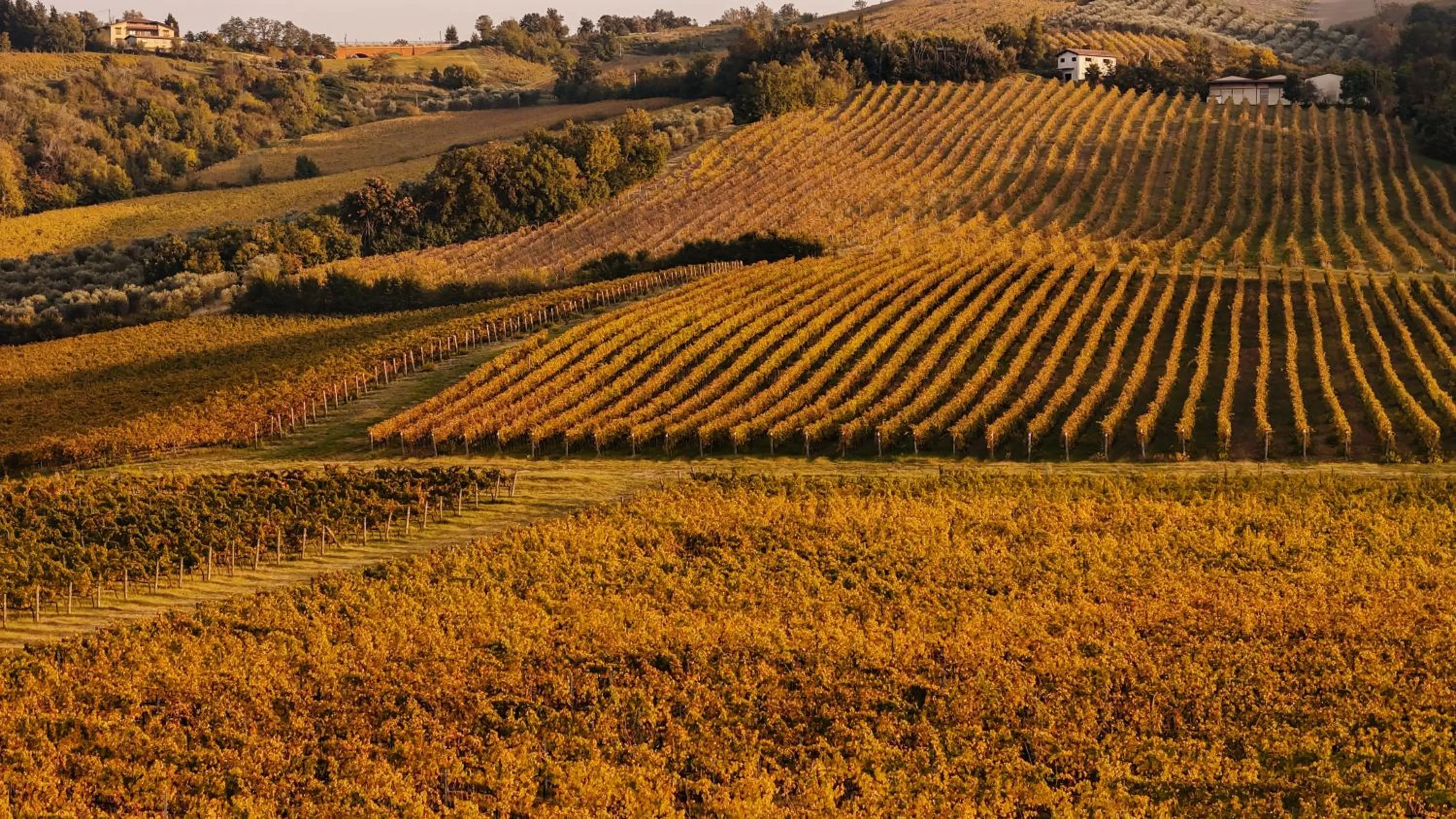 Bird's eye view in Borgo Conde Wine Resort