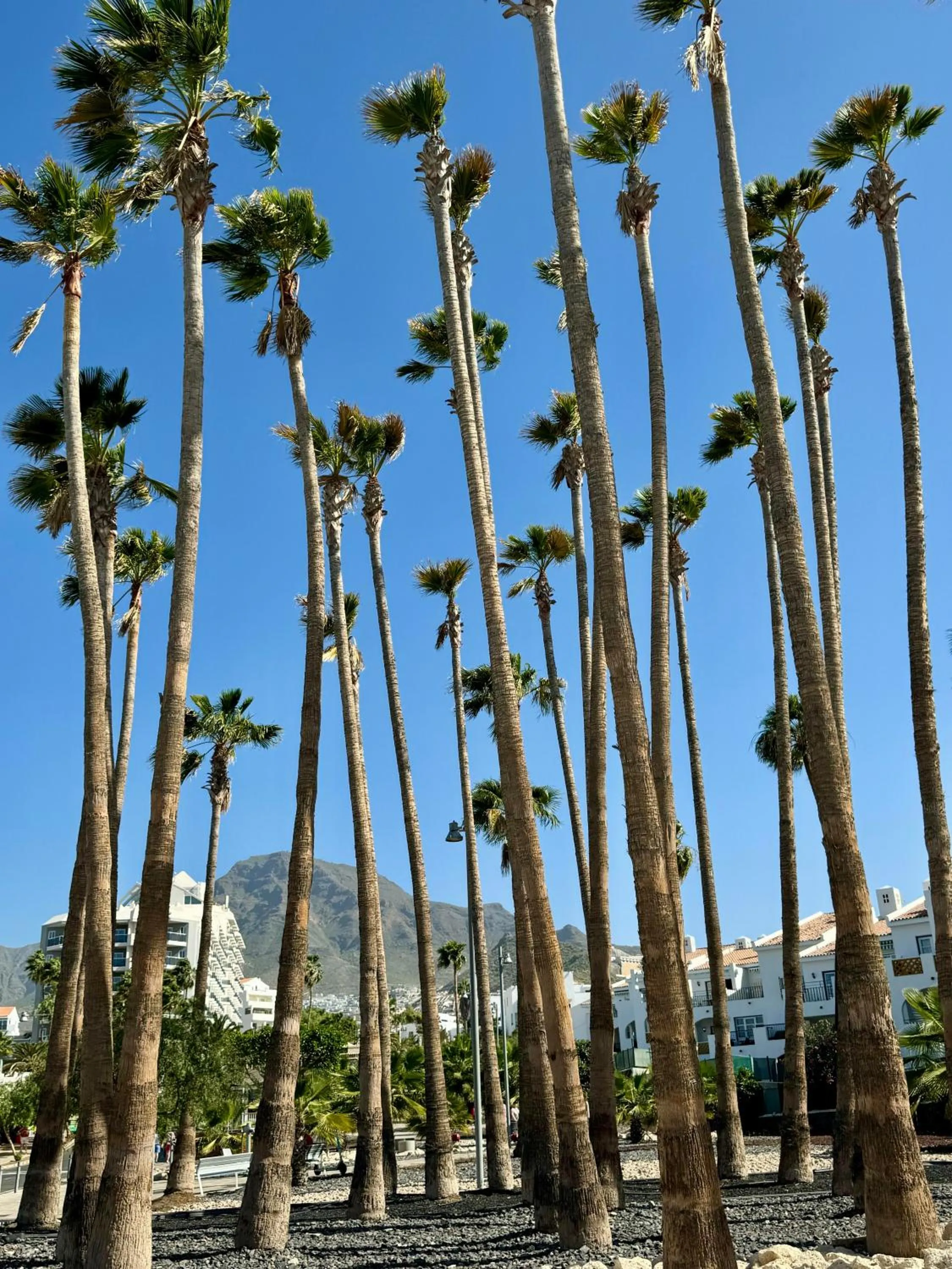Natural landscape in BuenaVista Torviscas Beach