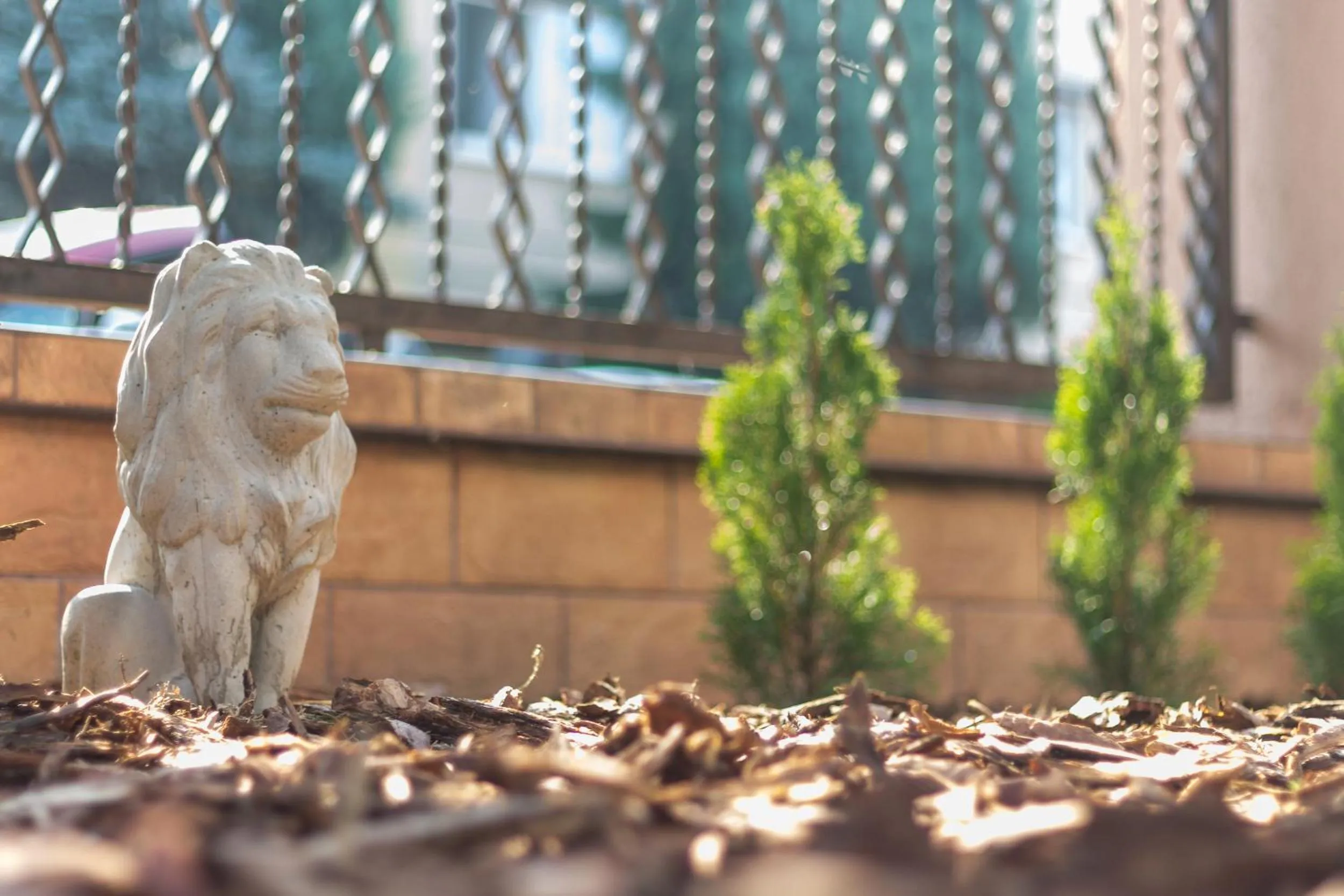 Garden in Magic Garden Hostel