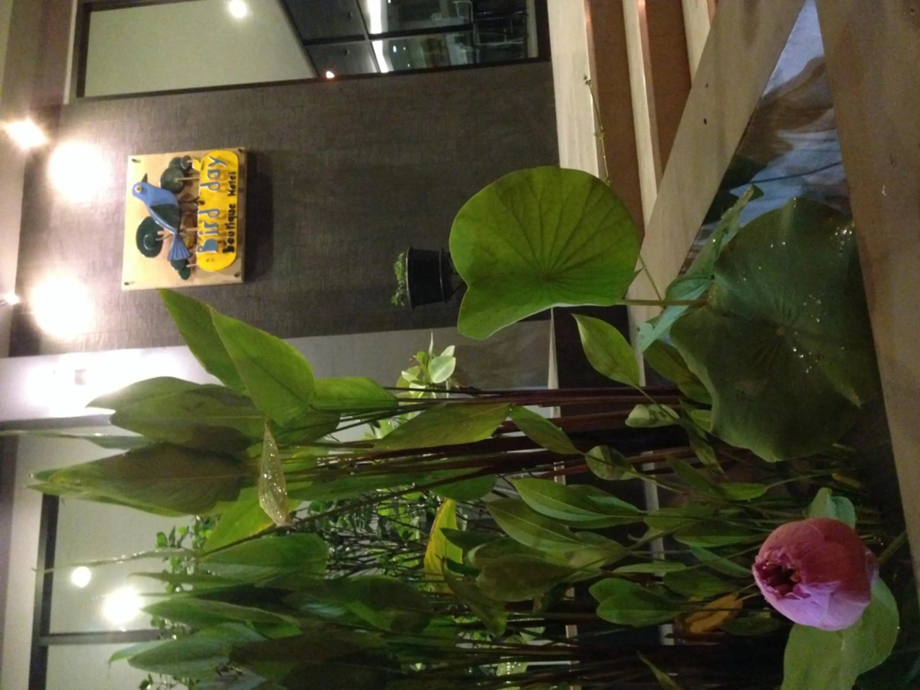 Area and facilities in Bird Day Boutique Hotel