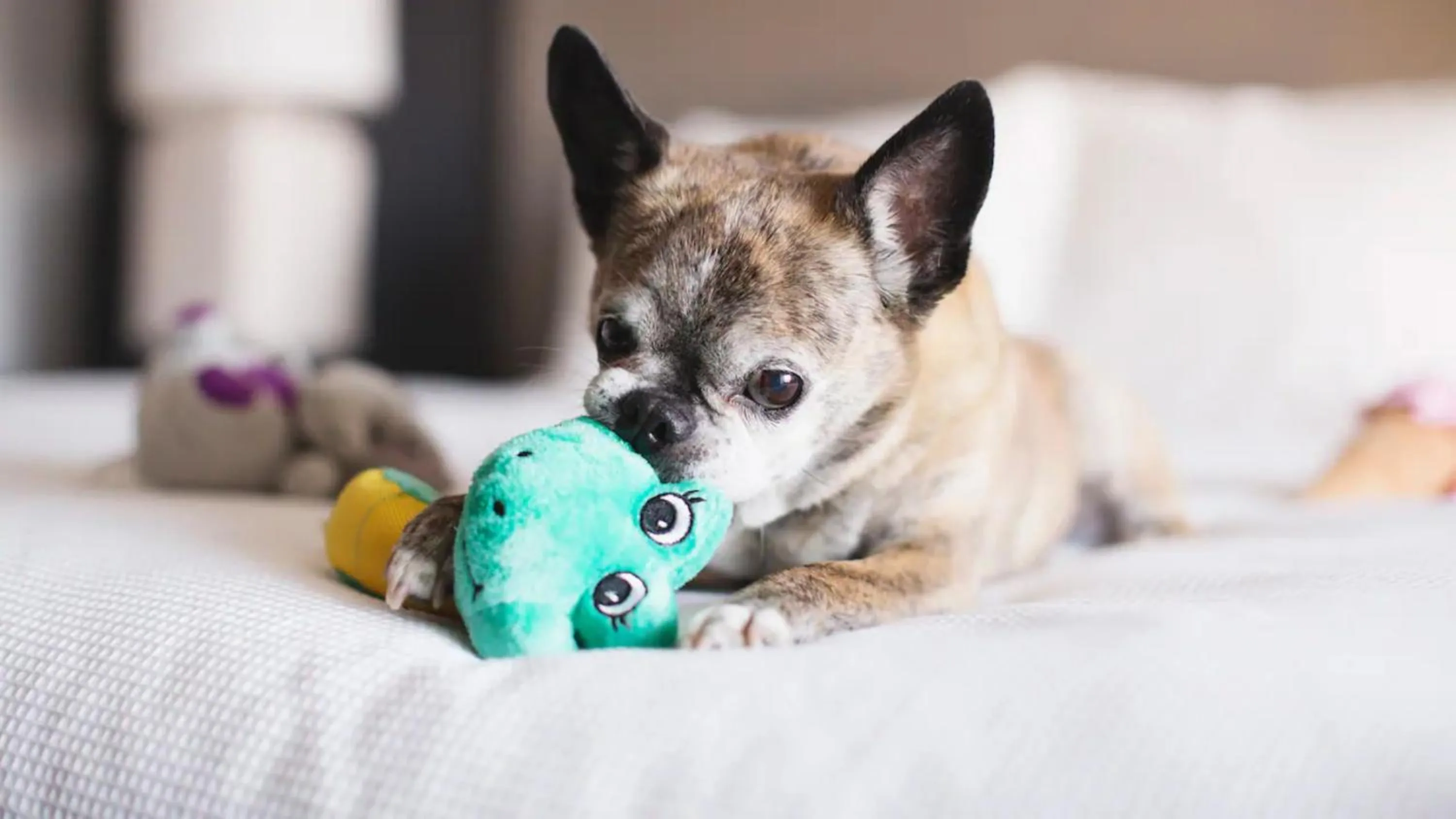 Pets in Hyatt Place Austin The Domain Area