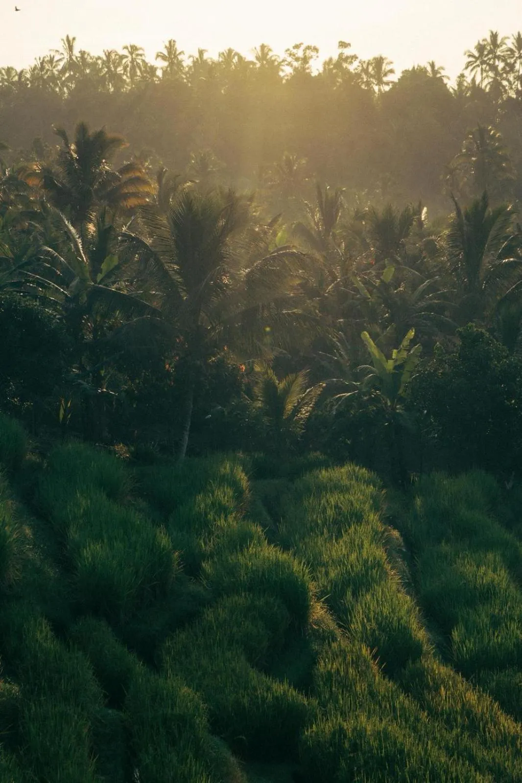 Day in Puri Dajuma Terrace Eco Lodge & Spa