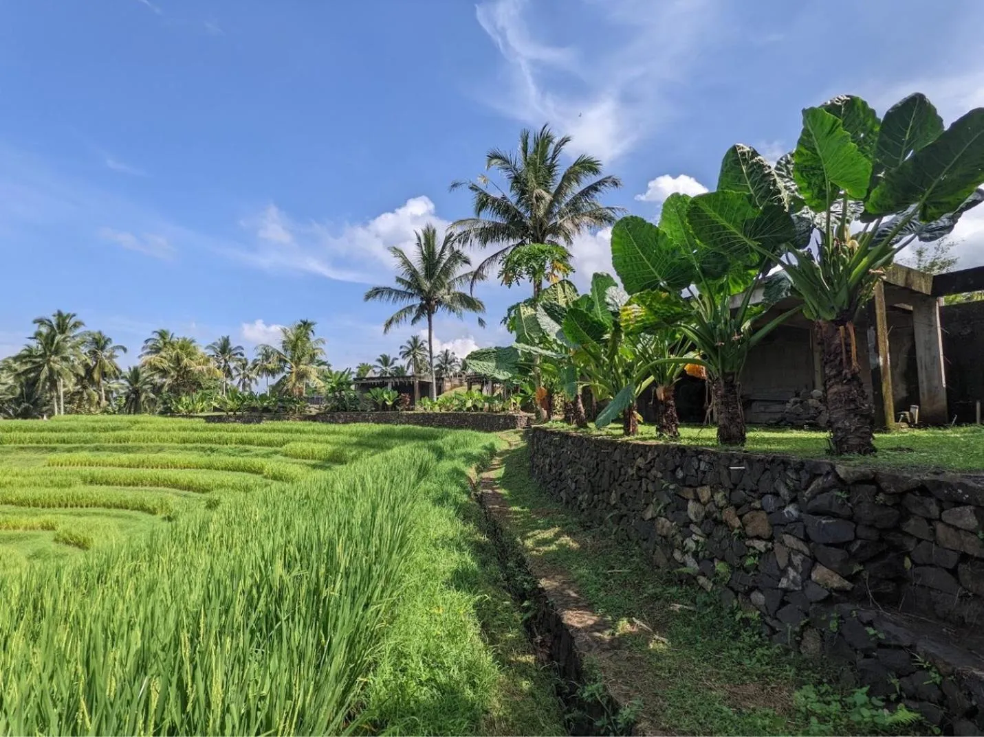 Natural landscape in Puri Dajuma Terrace Eco Lodge & Spa