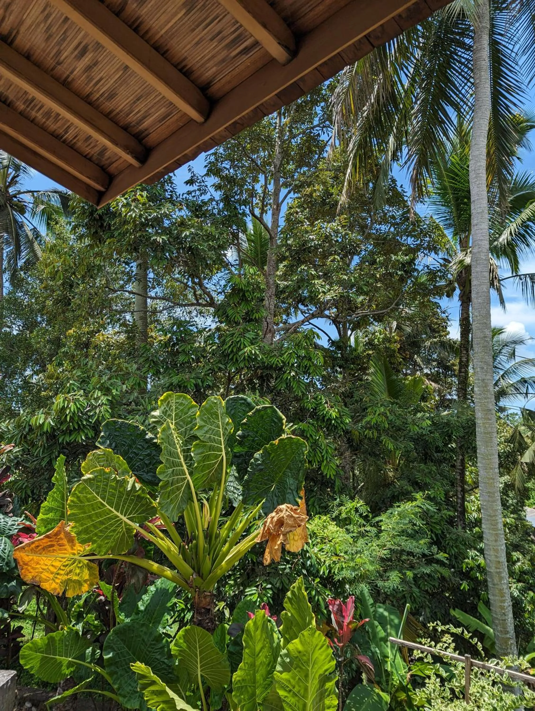 Natural landscape in Puri Dajuma Terrace Eco Lodge & Spa