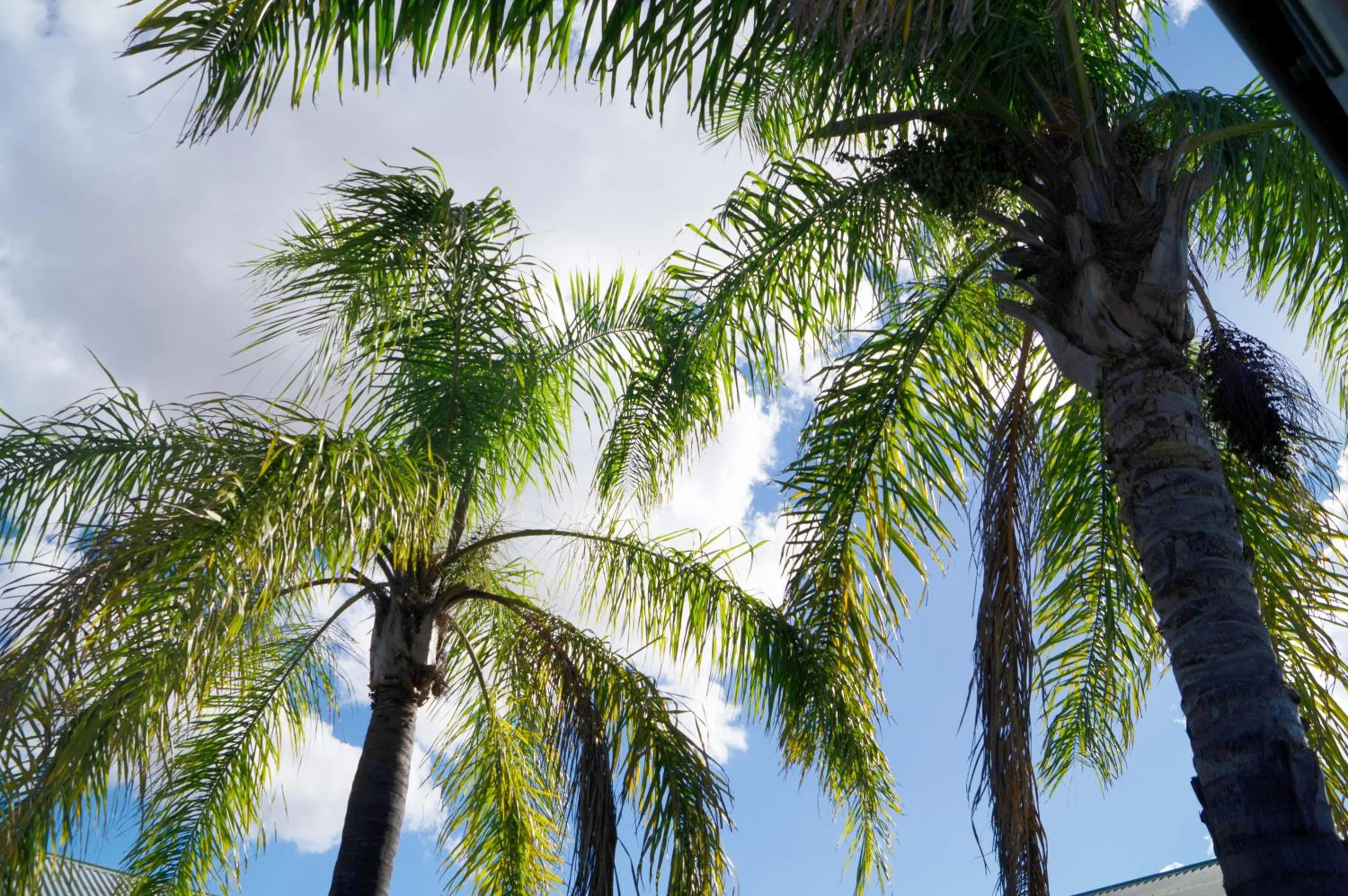 Natural landscape in Jacaranda Country Motel