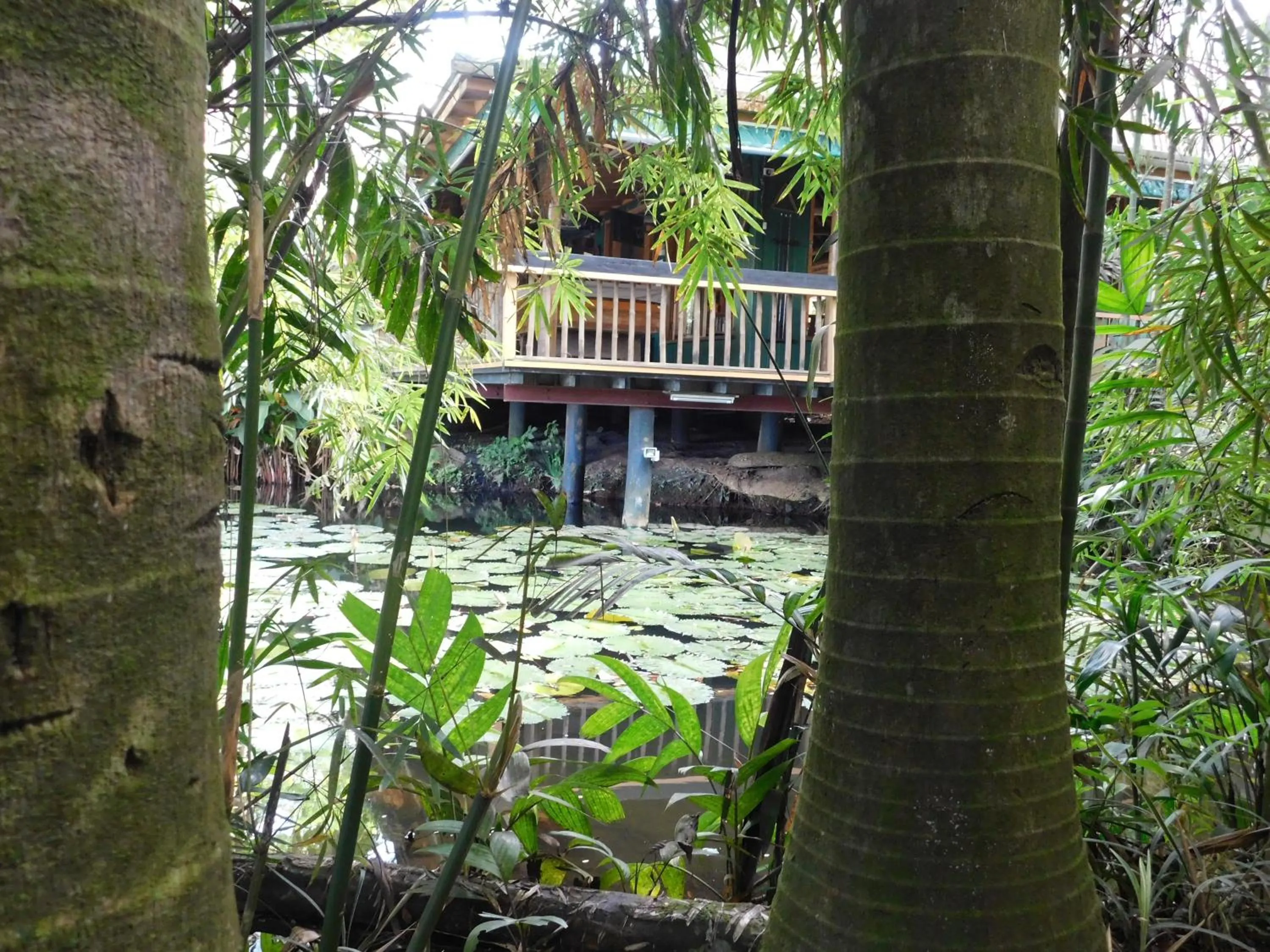 Garden in Rainforest Eco Lodge