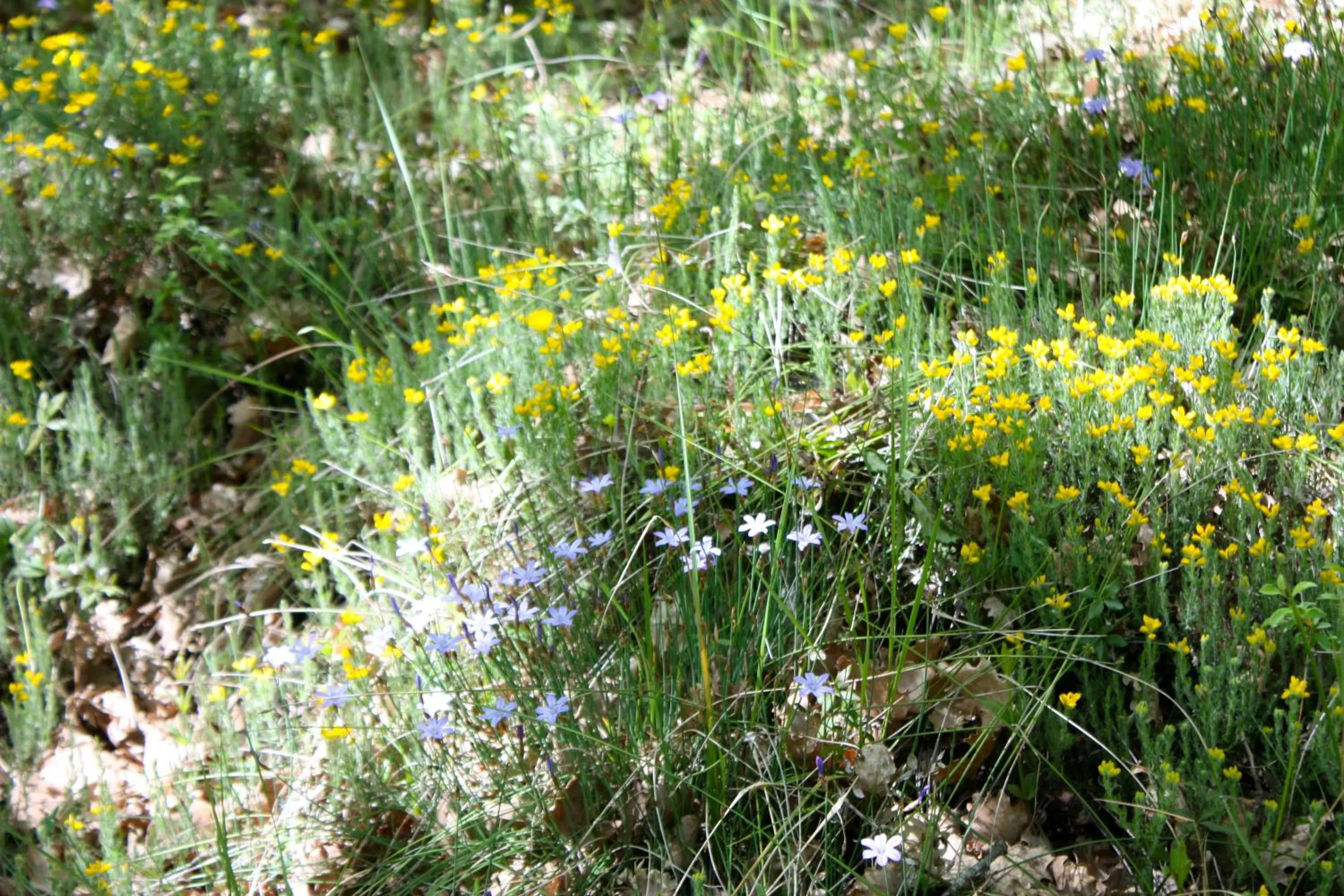 Spring in Sous les oliviers - Jacuzzi - Studios de standing tout-équipés
