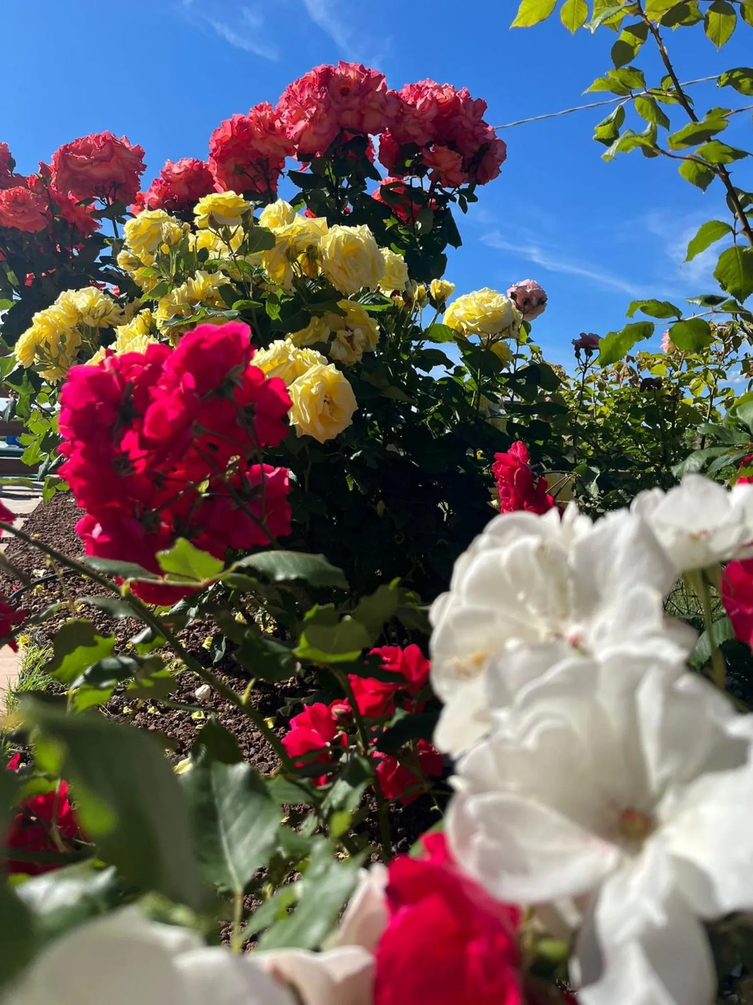 Garden in Luci di Assisi B&B Wellness