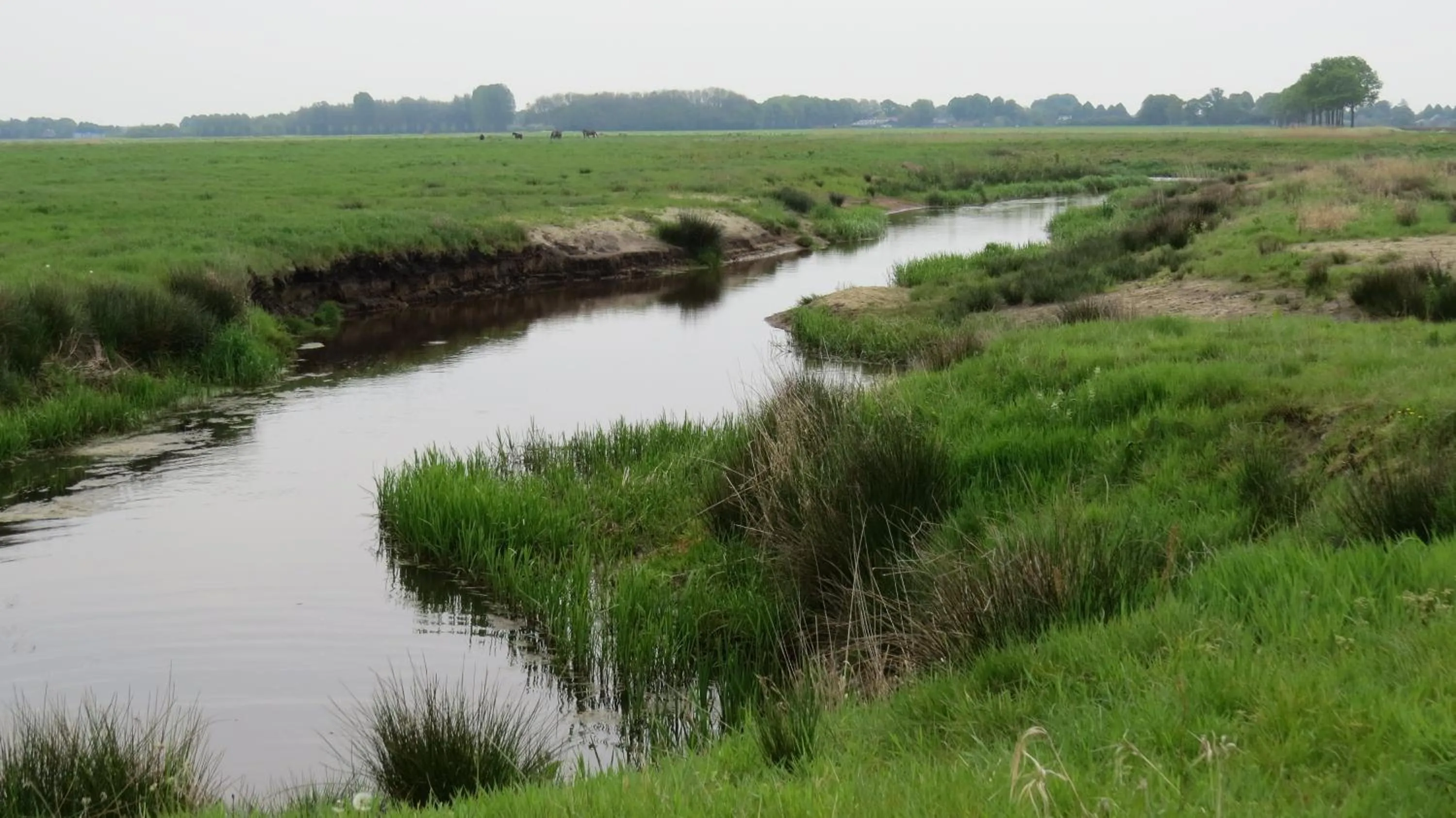 Natural landscape in 't Zwanemeer