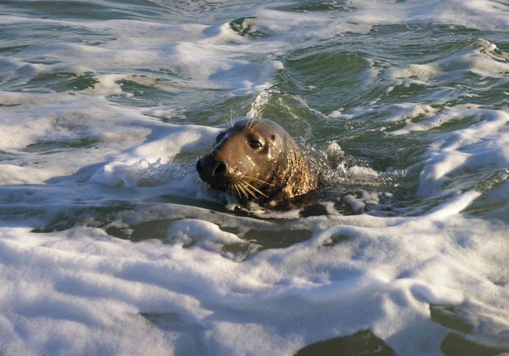 Animals in Hotel Klippenklang