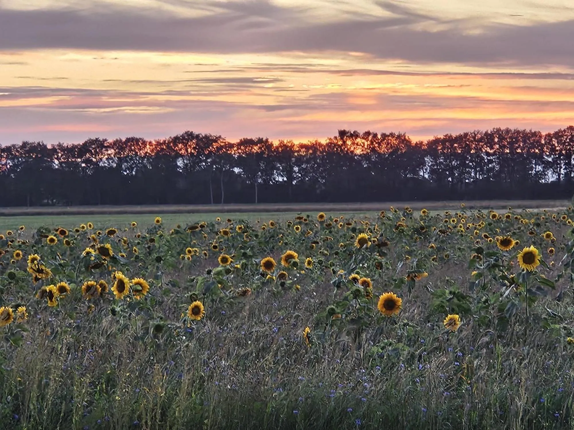 Garden view in Boutique Hotel het Witte Veen
