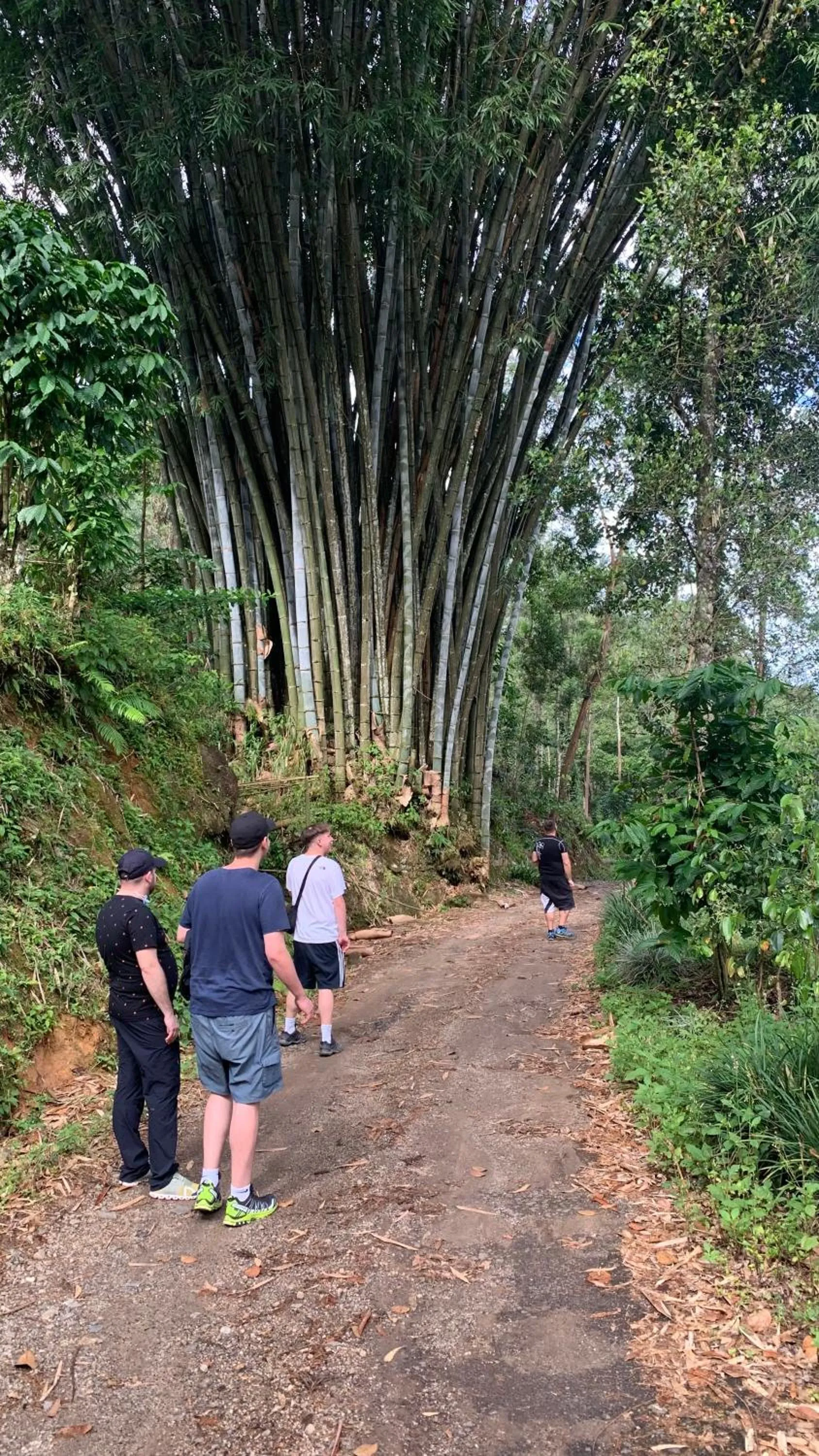 Natural landscape in Tea Cottage Resort & Spa