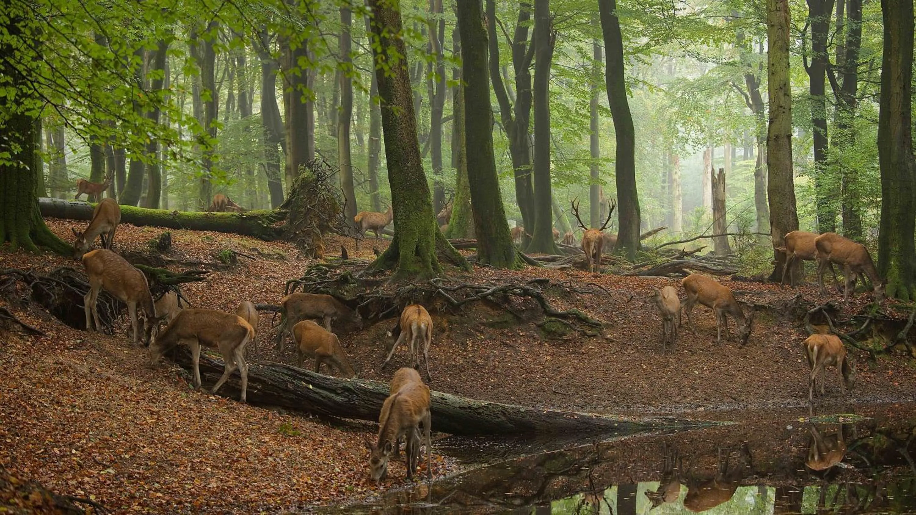 Natural landscape in Witte Berken Natuurhotel