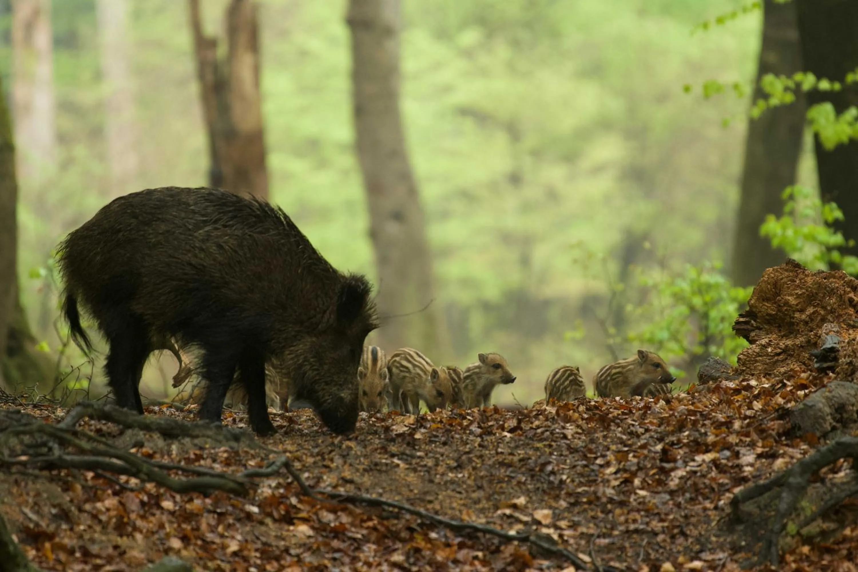 Natural landscape in Witte Berken Natuurhotel