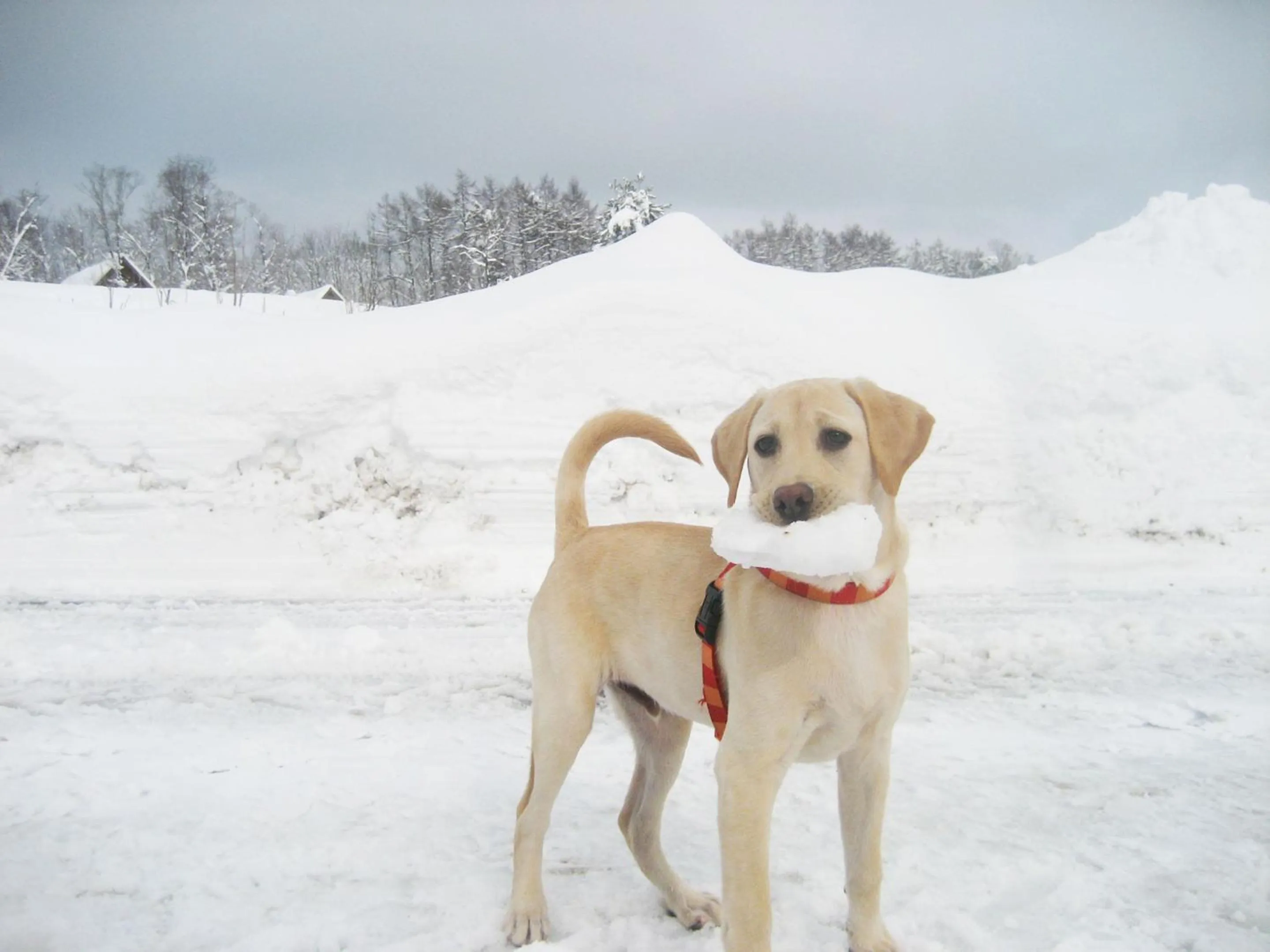 Winter in Nagomiya Hirugano