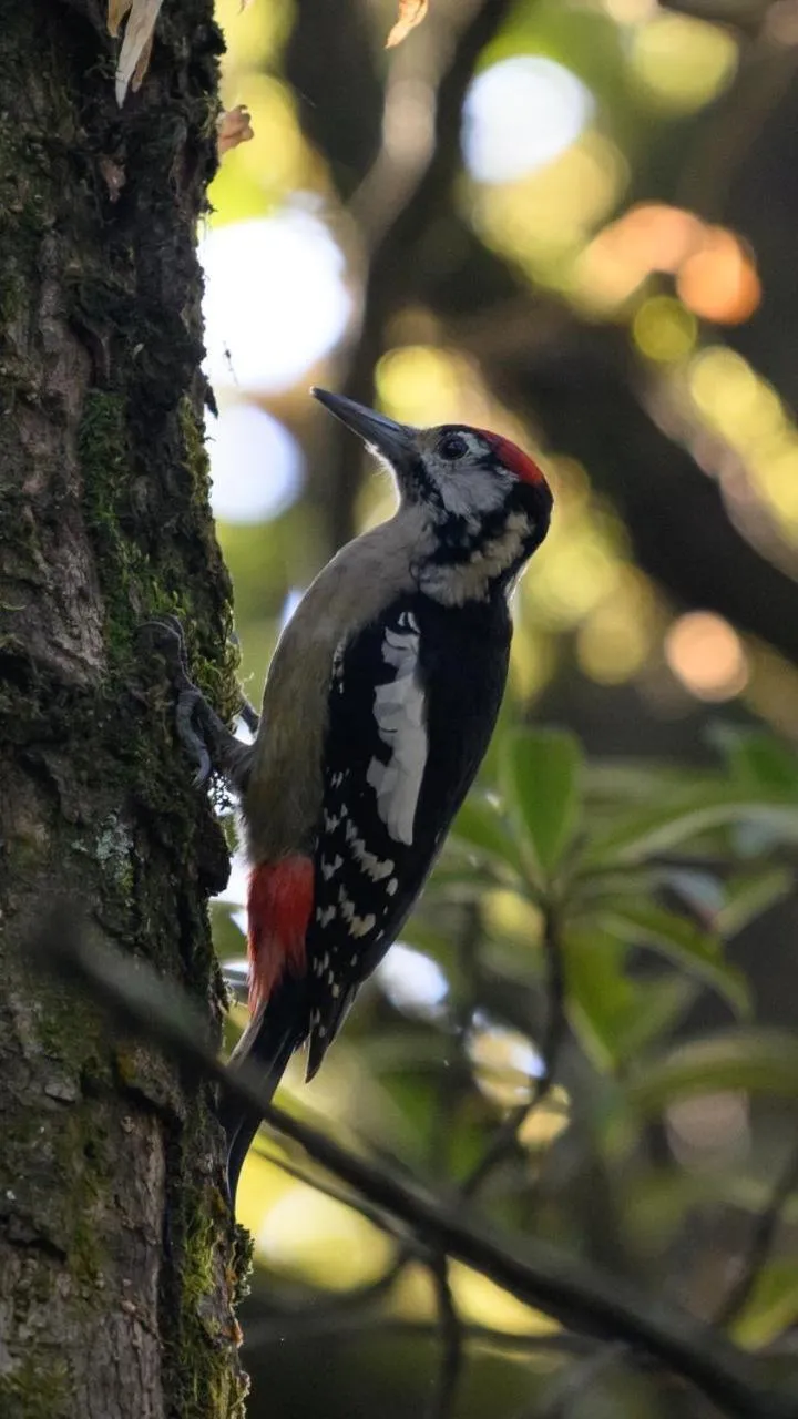 Kasar Himalaya Holiday Resort, Binsar Rd