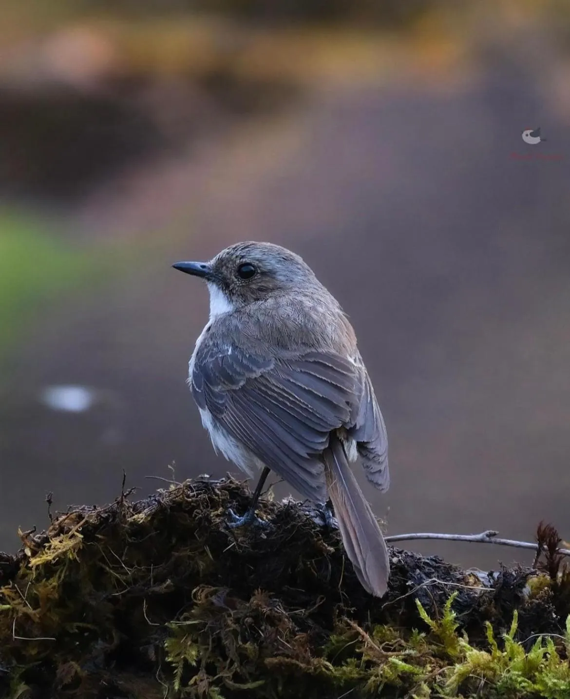 Kasar Himalaya Holiday Resort, Binsar Rd