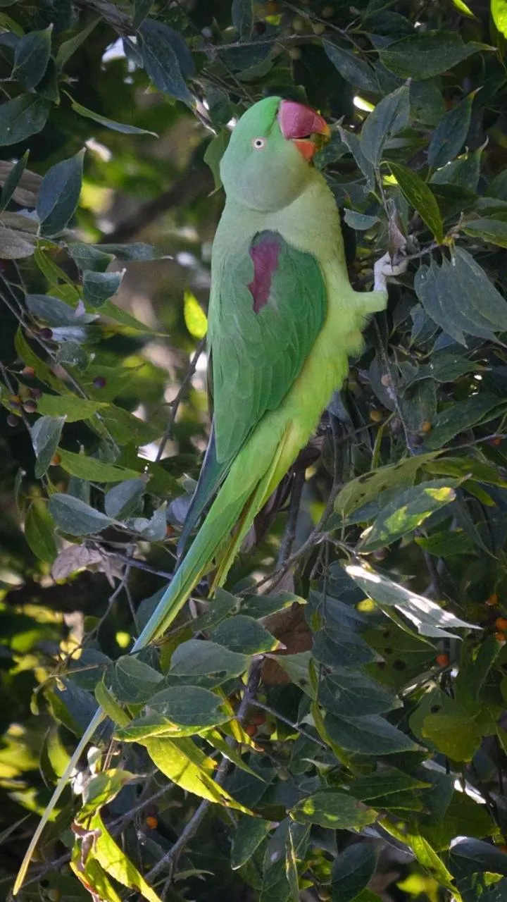 Kasar Himalaya Holiday Resort, Binsar Rd