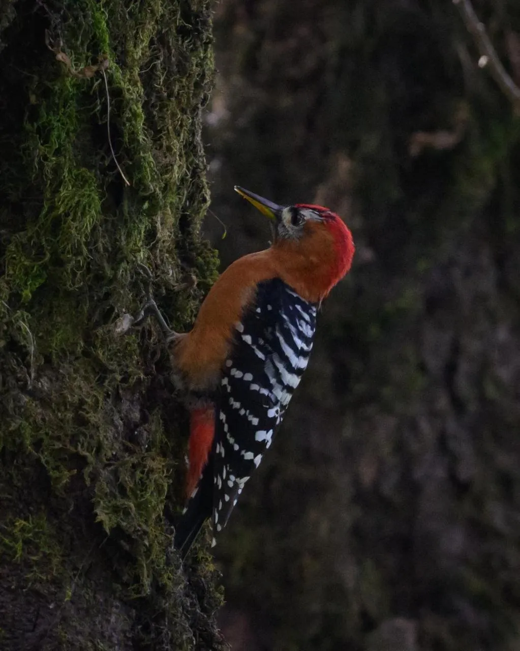 Kasar Himalaya Holiday Resort, Binsar Rd