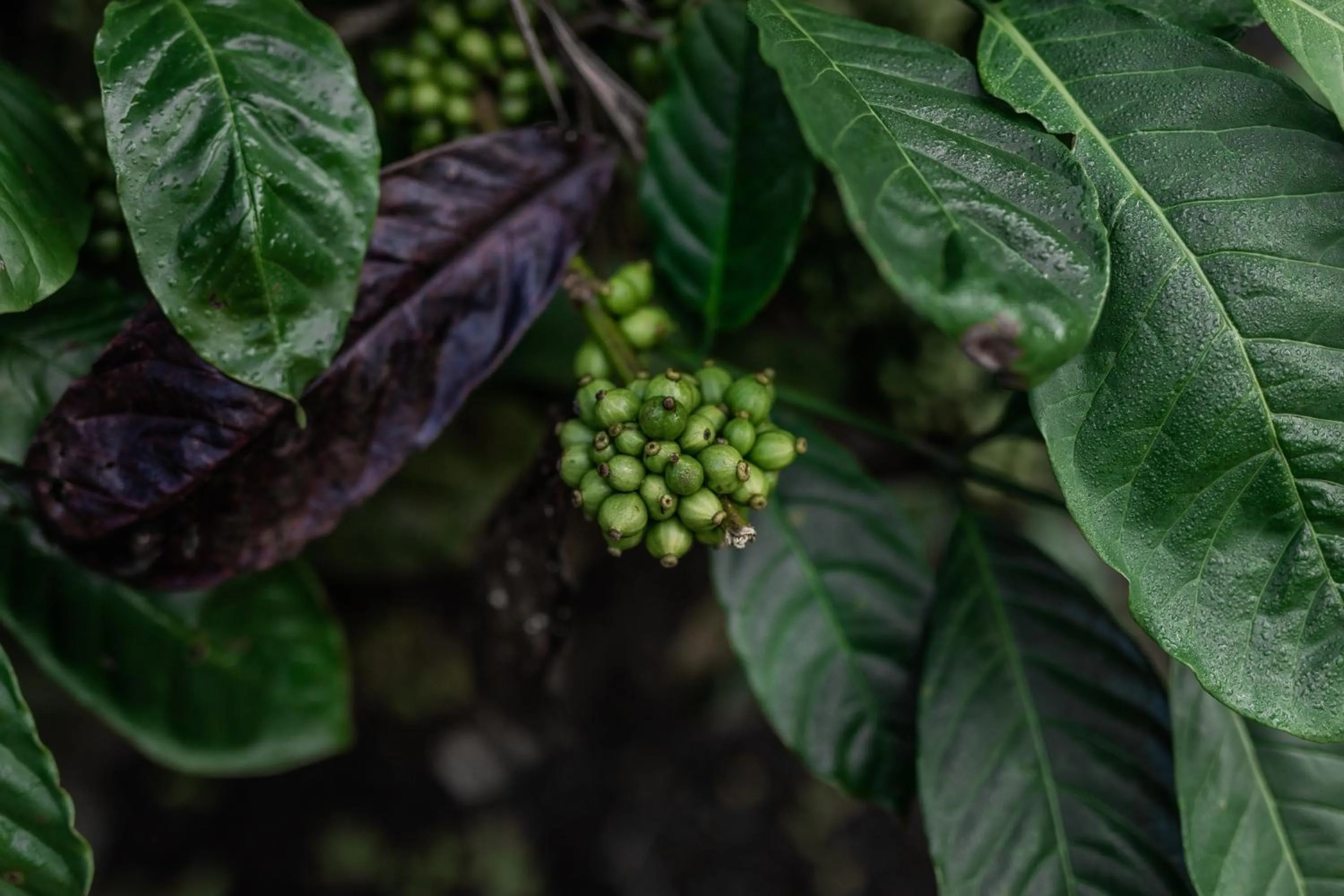 Tusker Trail by LuxUnlock