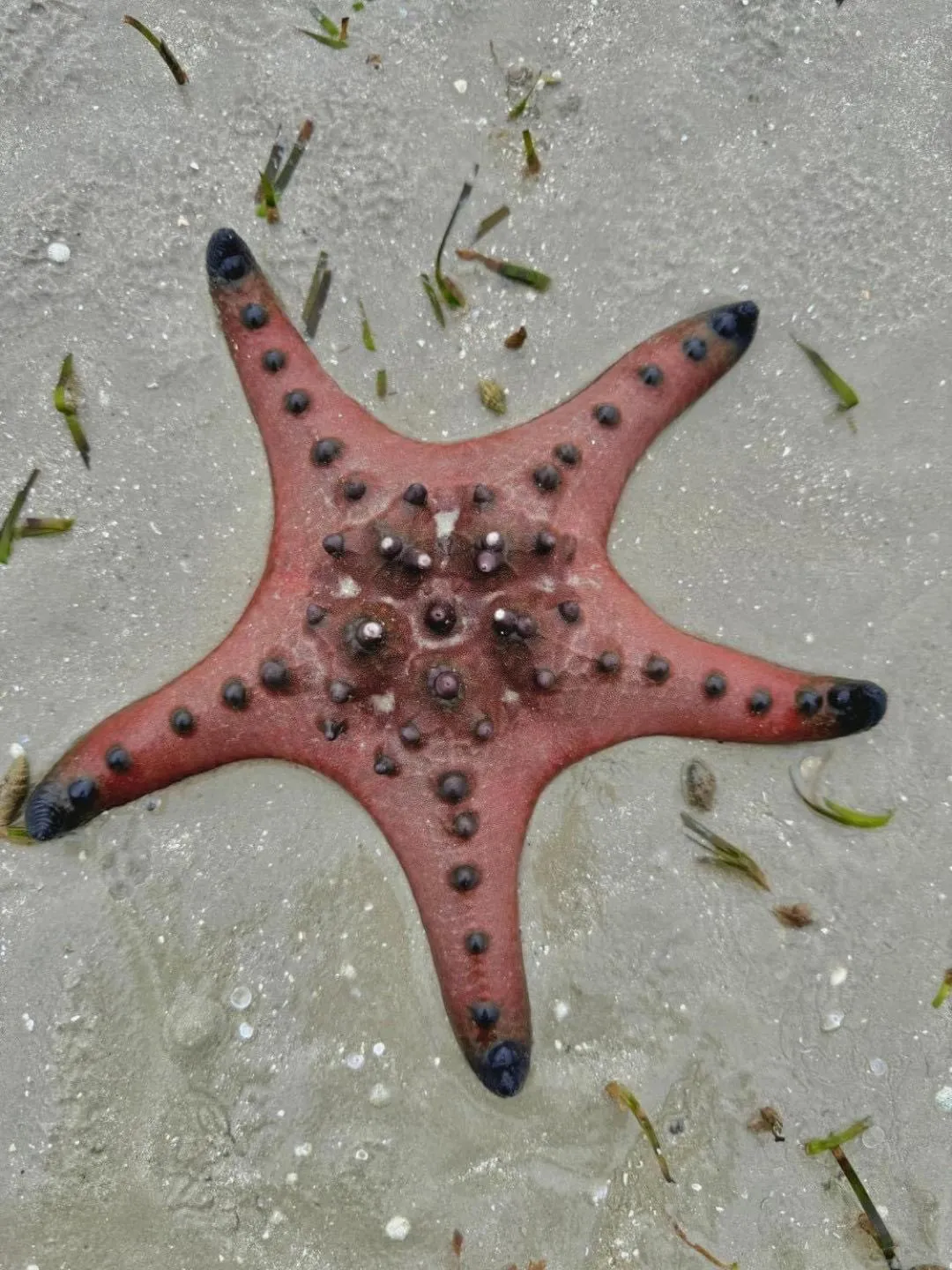 Sea view in Long Beach Club Krabi