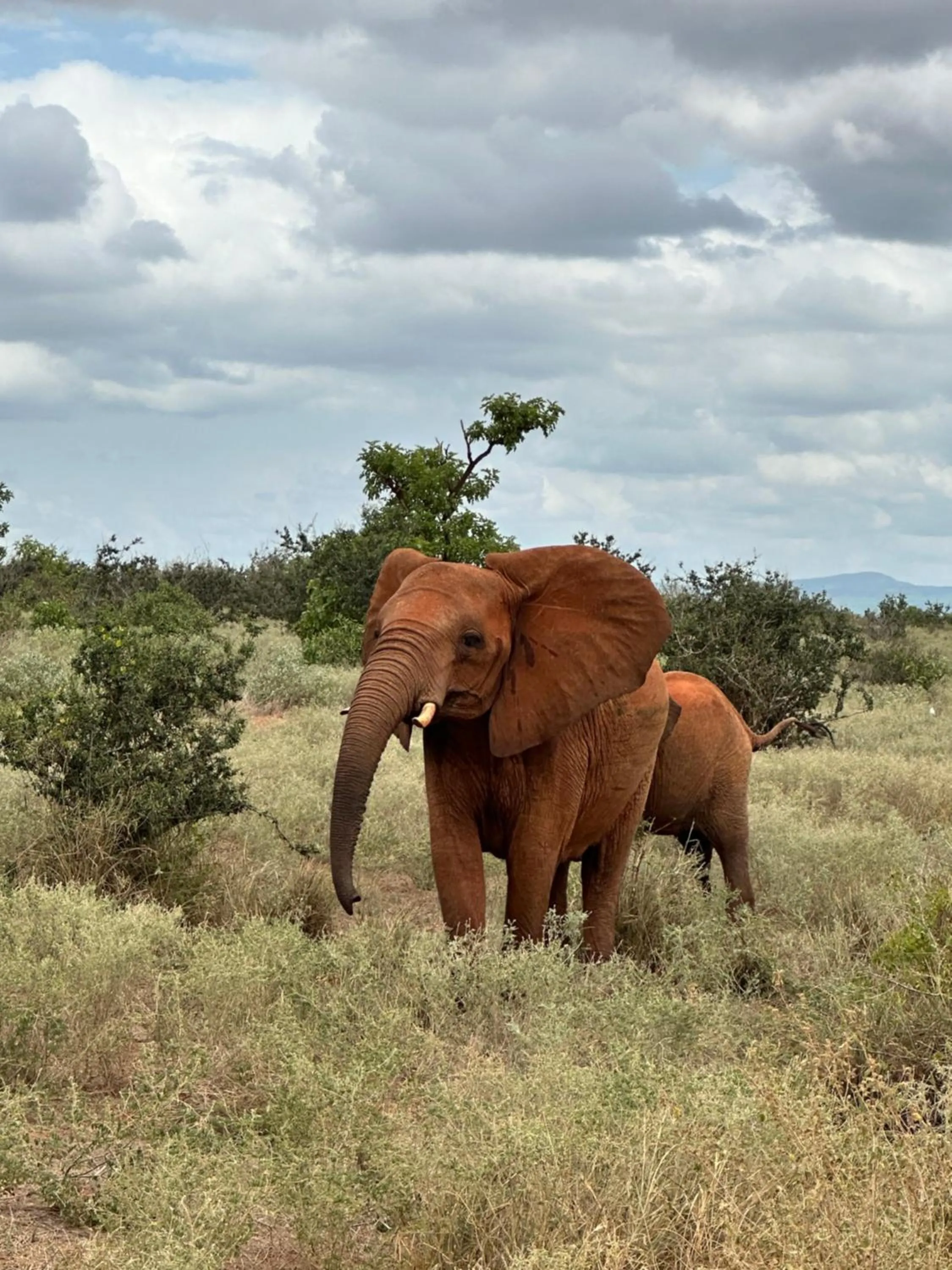 Animals in YU Resort
