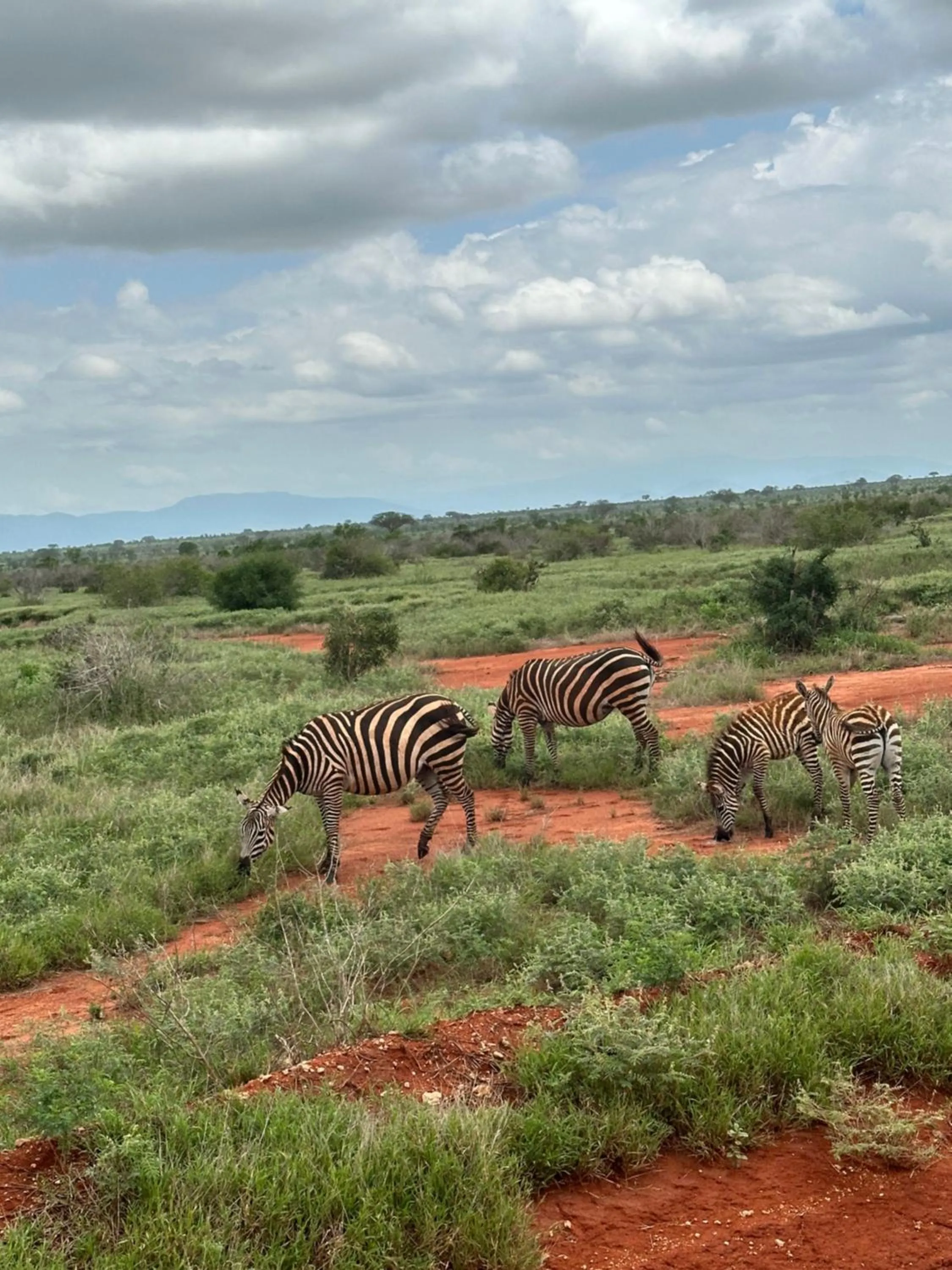 Animals in YU Resort