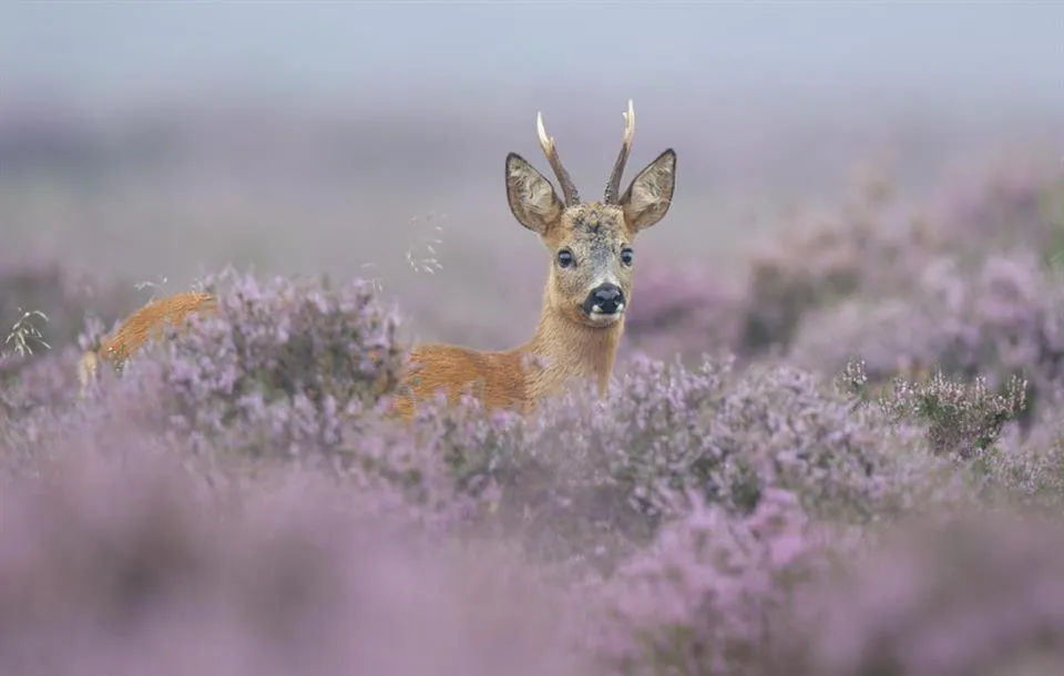Hotel van der Valk Spier Dwingeloo