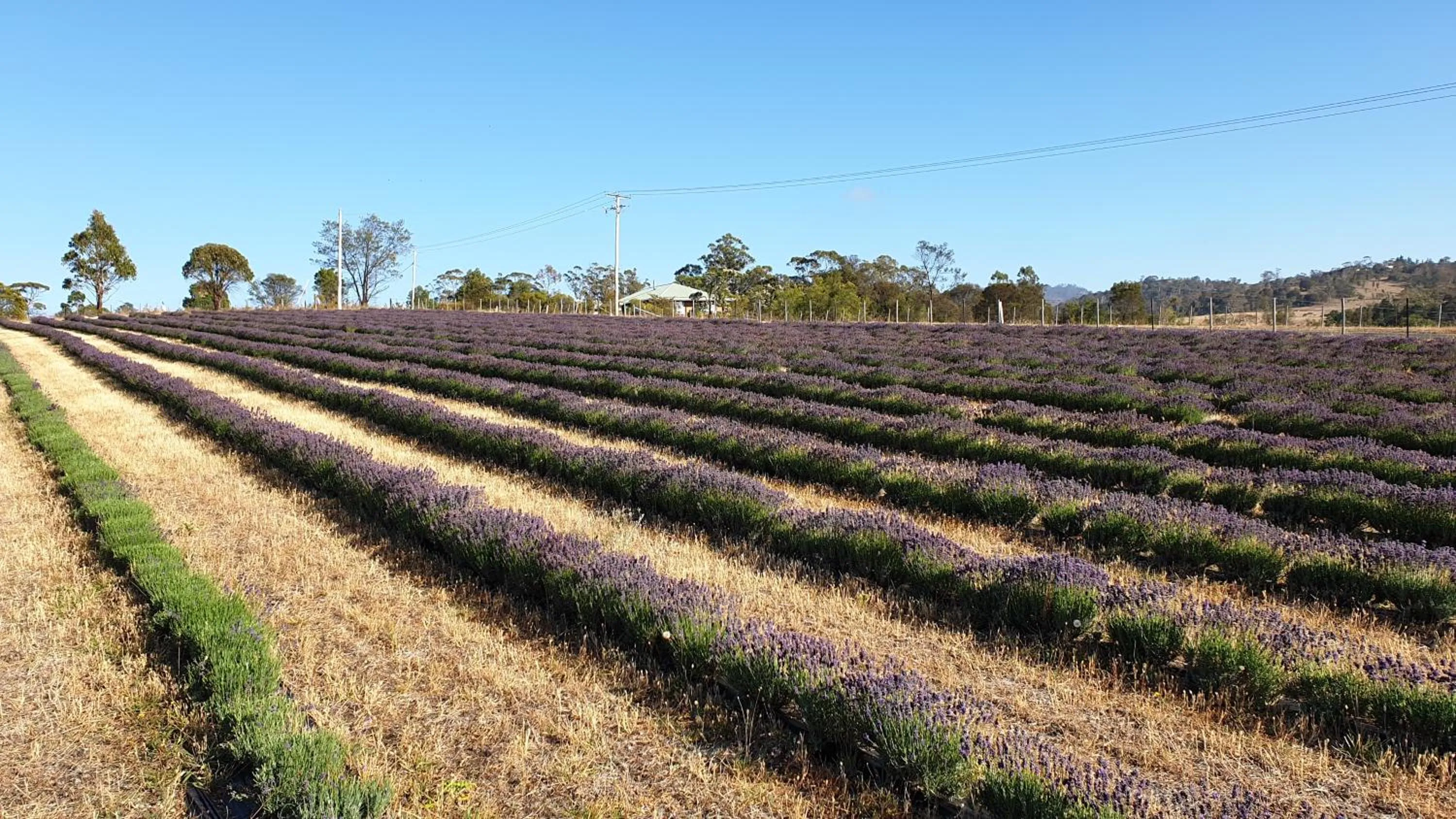 Natural landscape in Charles Reuben Estate