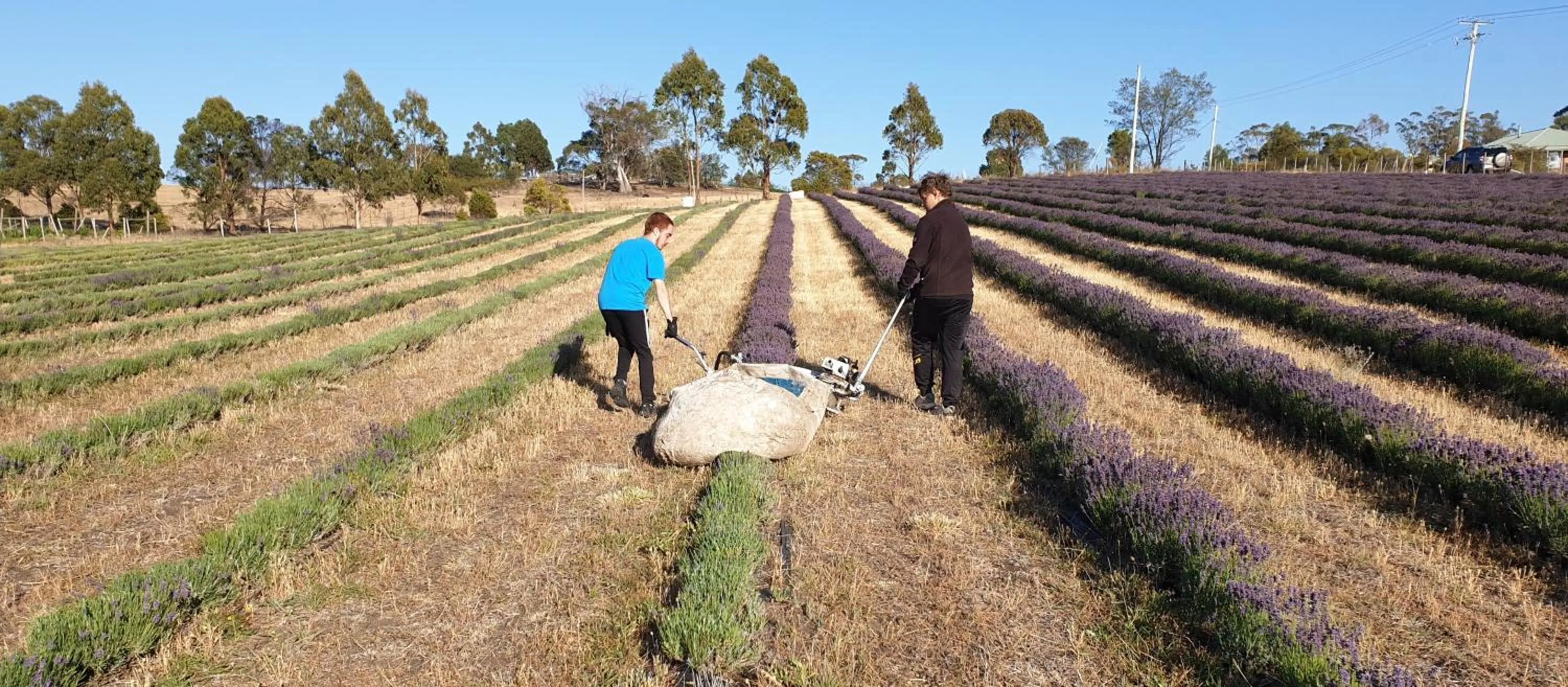 Spring in Charles Reuben Estate