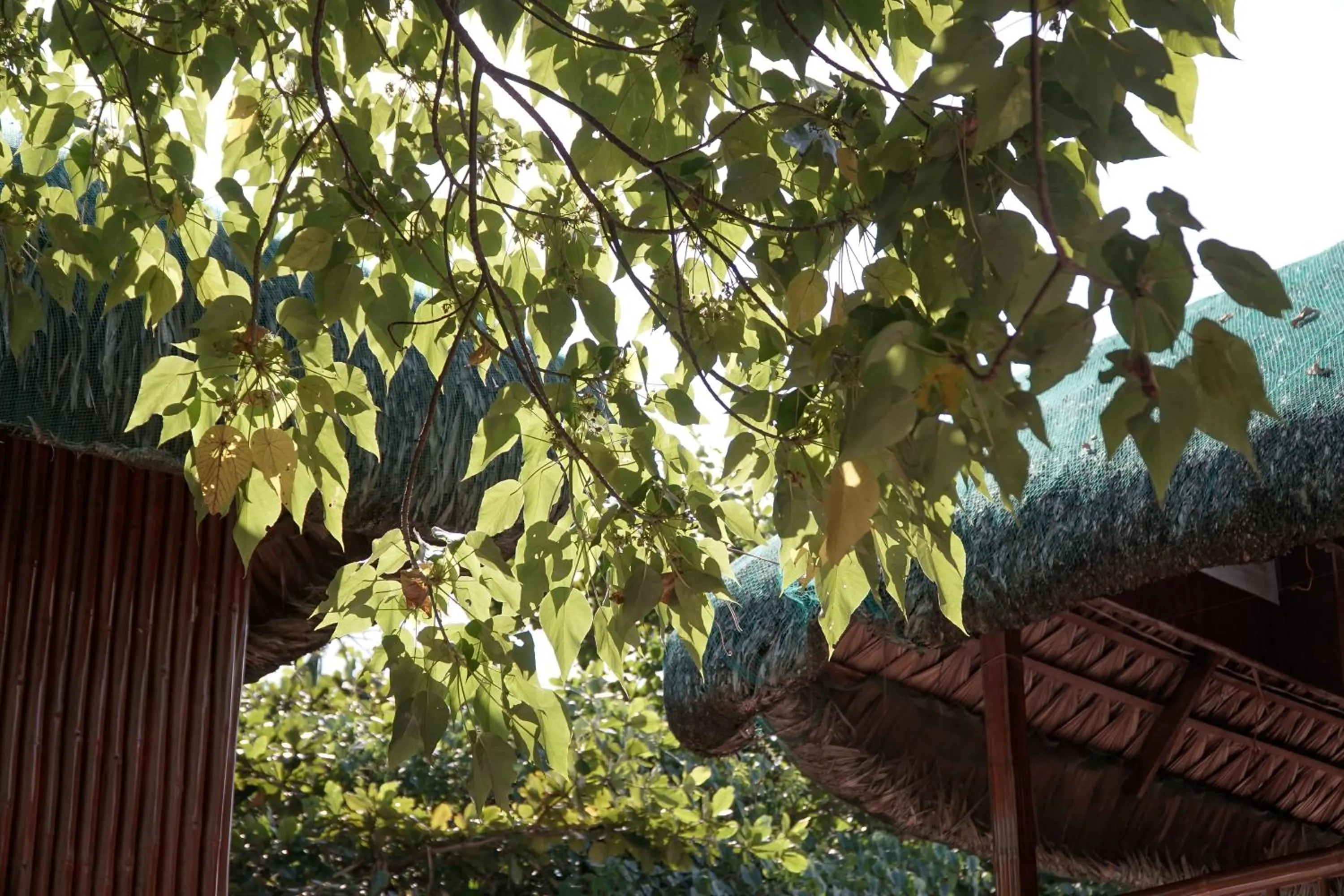 Day in The Blessed Purple Bamboo Beach Resort