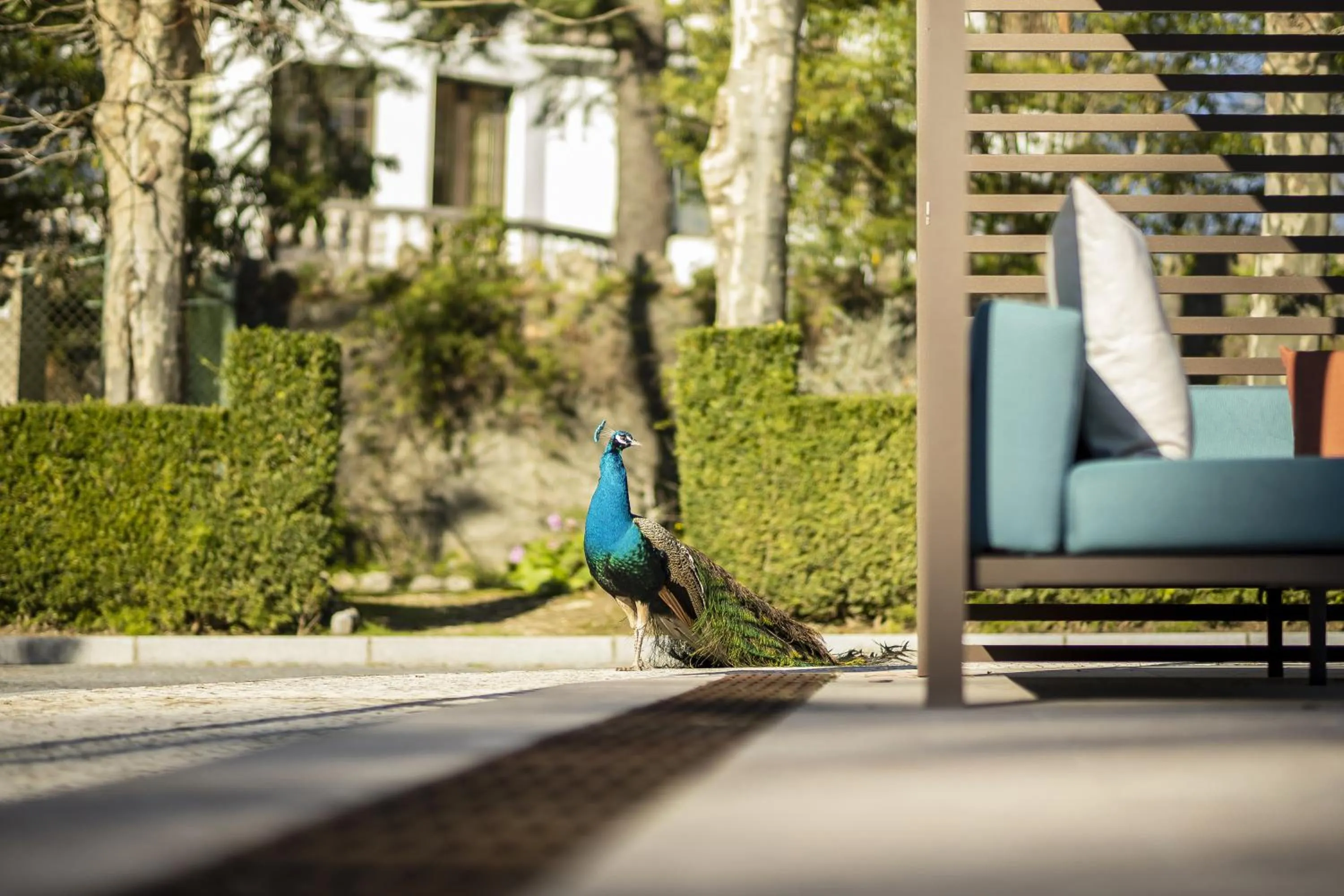 Garden in Sintra Marmoris Palace