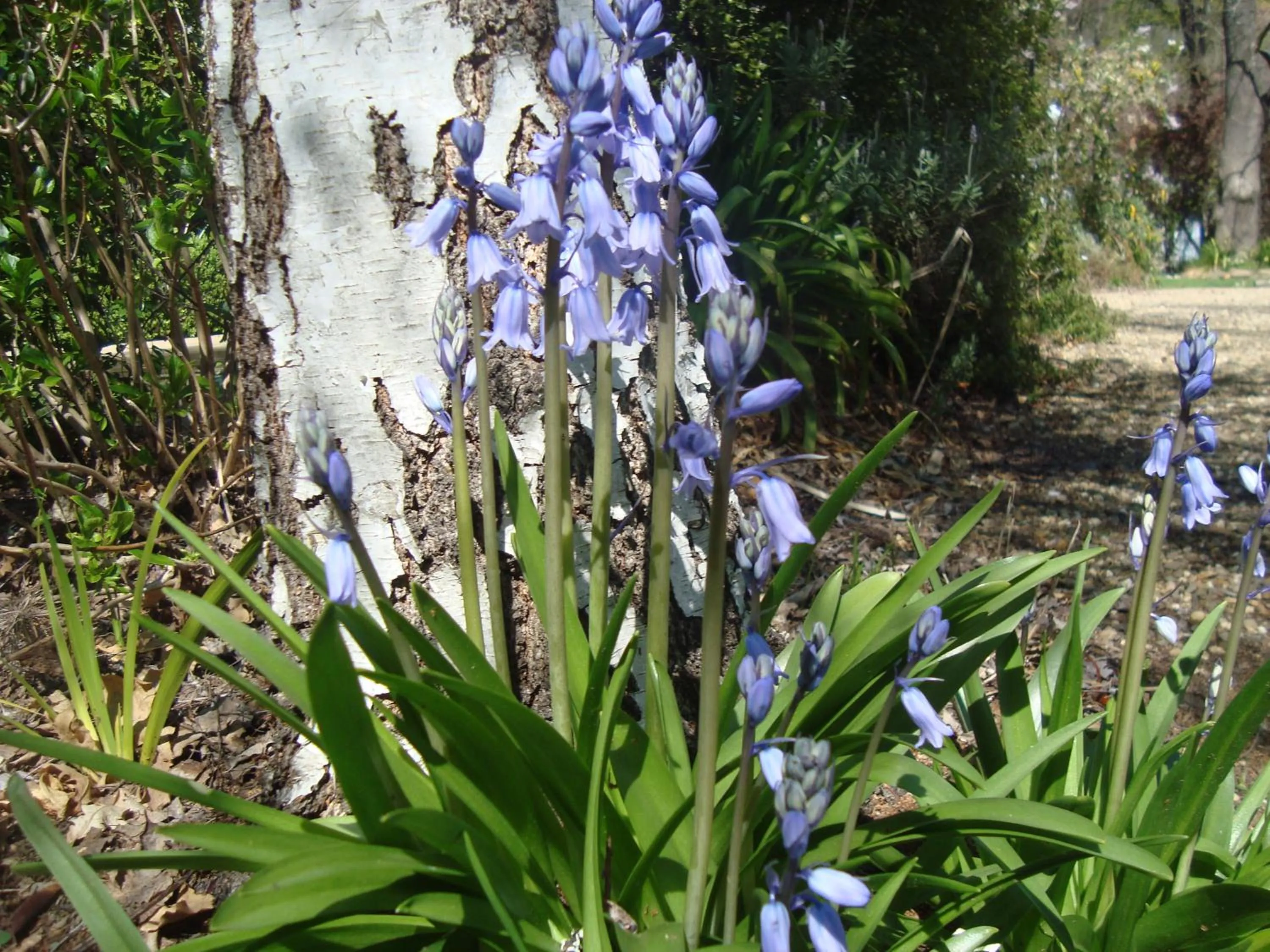 Garden in Elm Lodge Bright