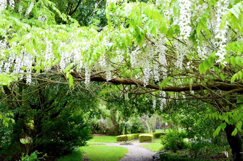 Garden view in Lakeside Cottage Luxury B&B