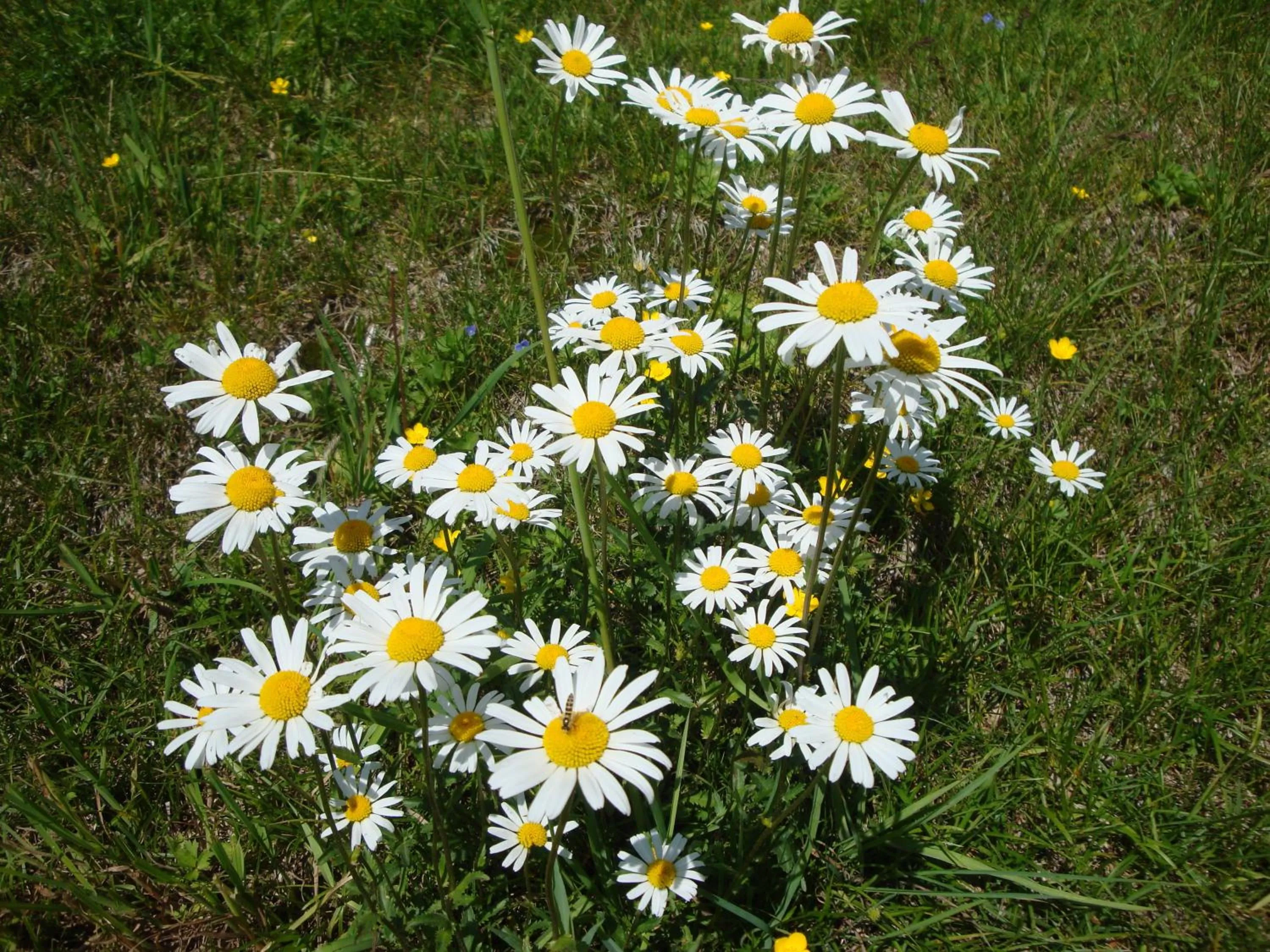 Garden in Pension Sonnenhof