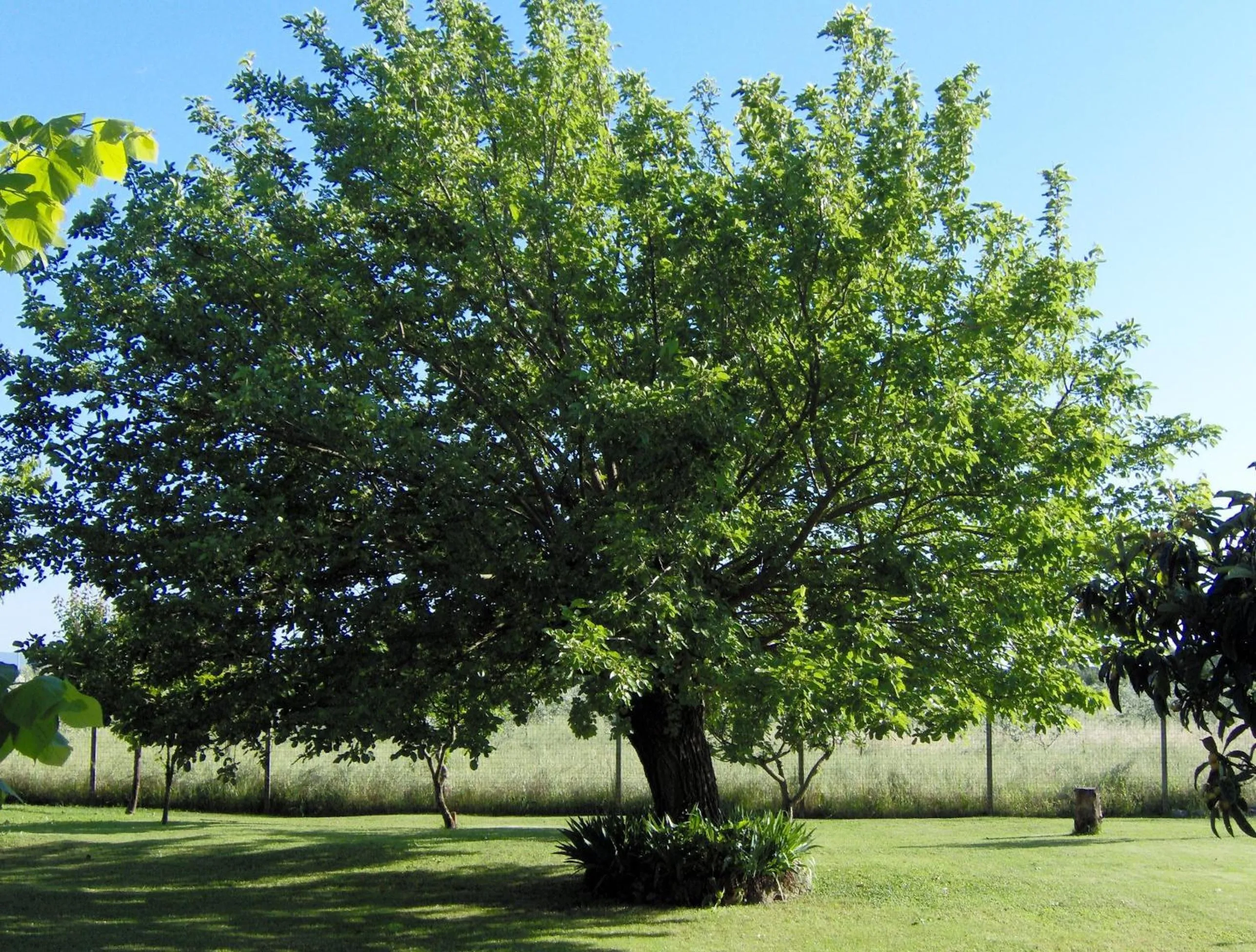 Garden in Bed and breakfast Casa Formica