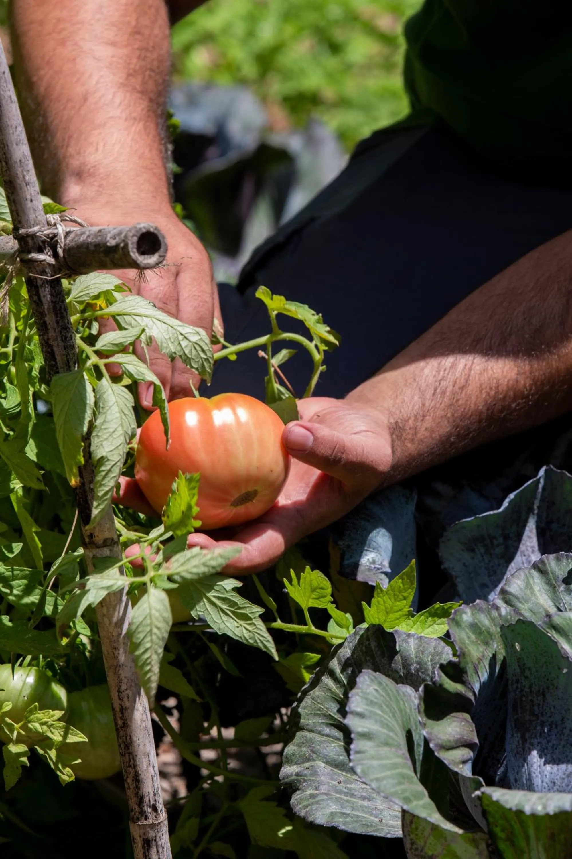 Garden in Sublime Comporta Country Retreat & SPA