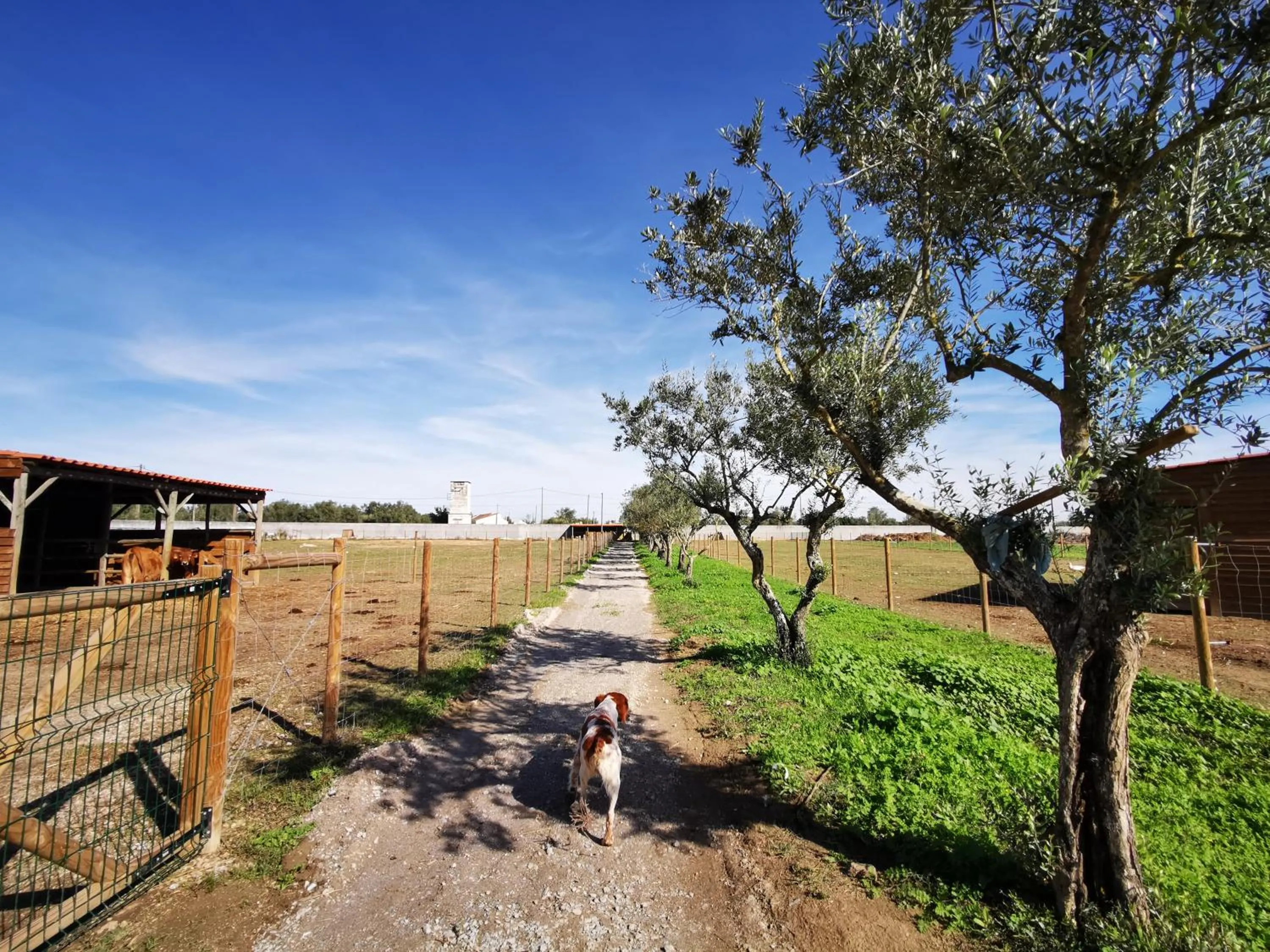 Natural landscape in Quinta do Louredo - Évora