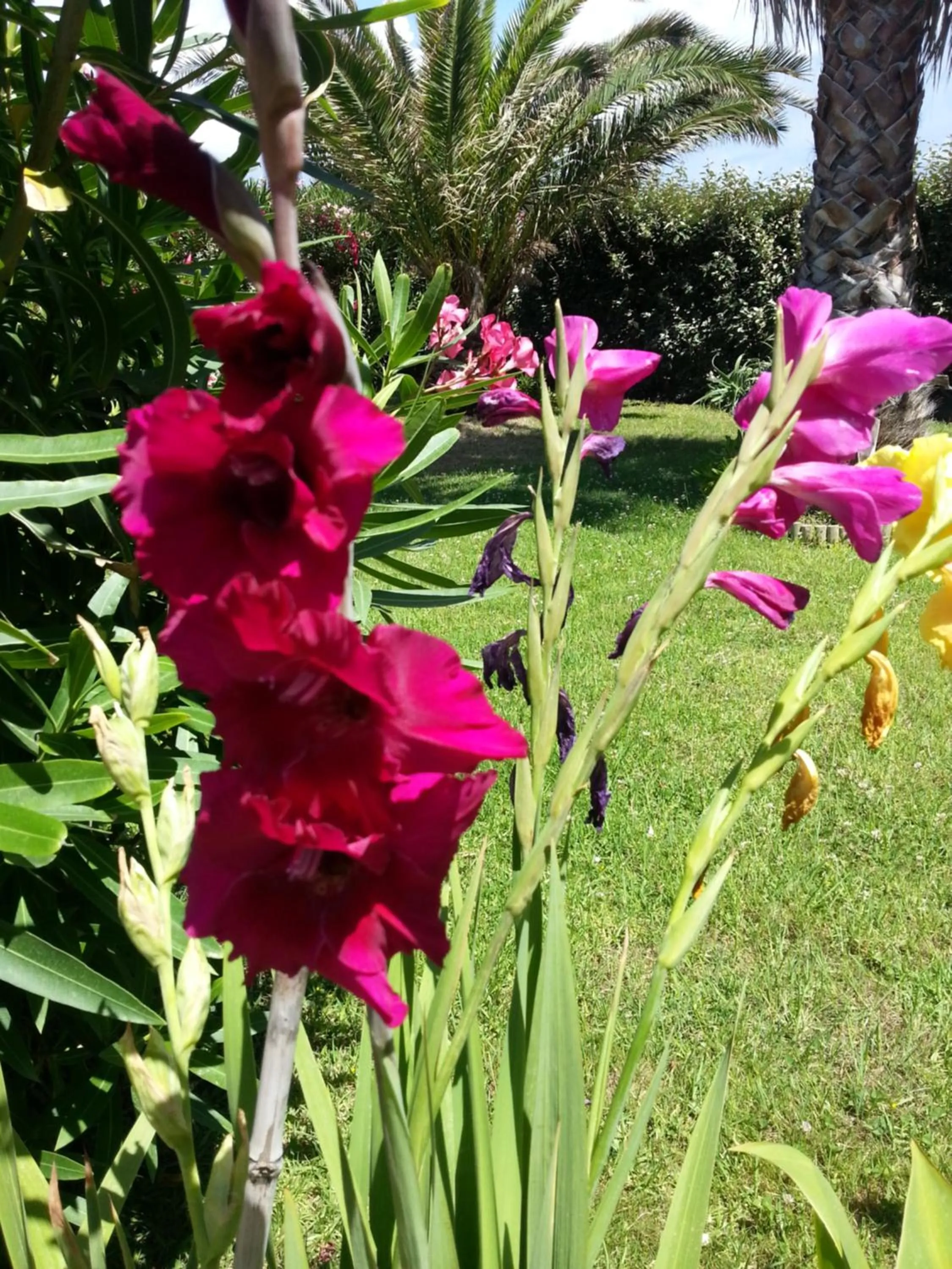 Garden view in Hôtel Beach