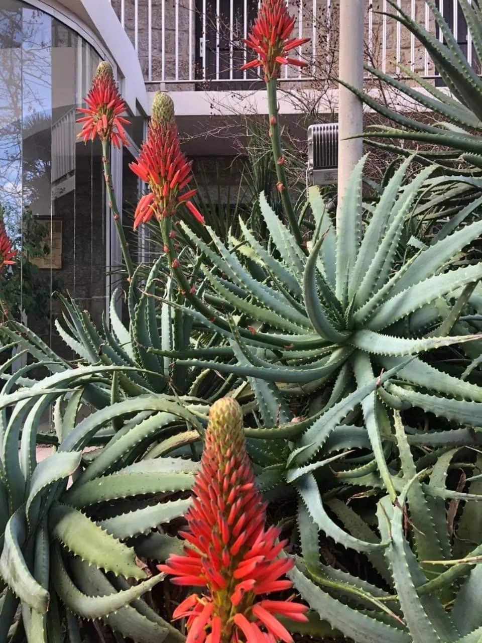 Garden in Hôtel Beach