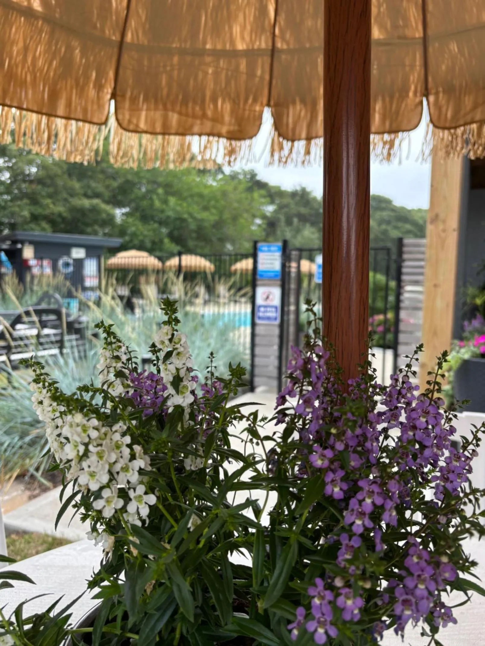 Garden in Cape Cod Veranda
