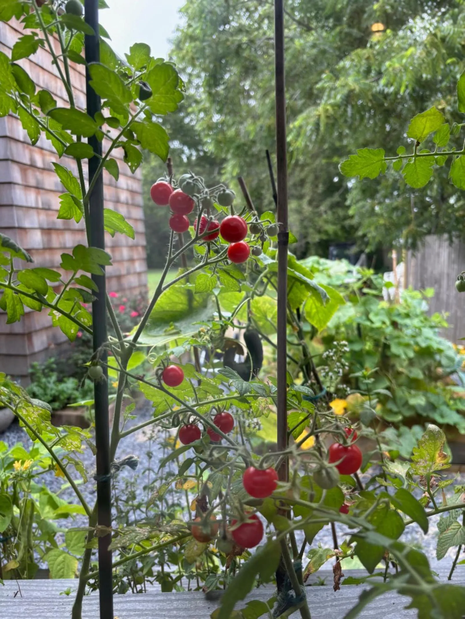 Garden in Cape Cod Veranda