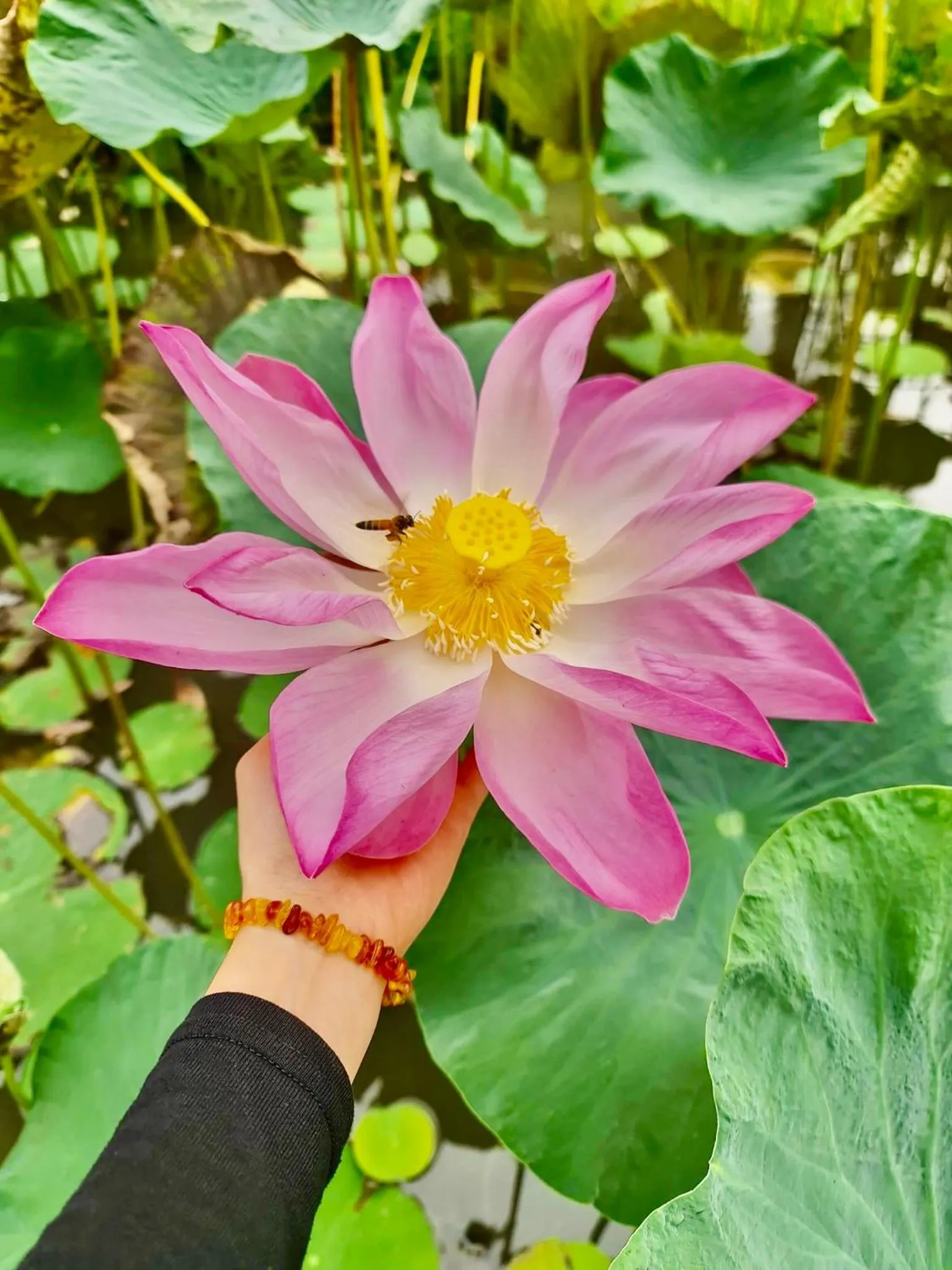 Les Hameaux de l'Orient