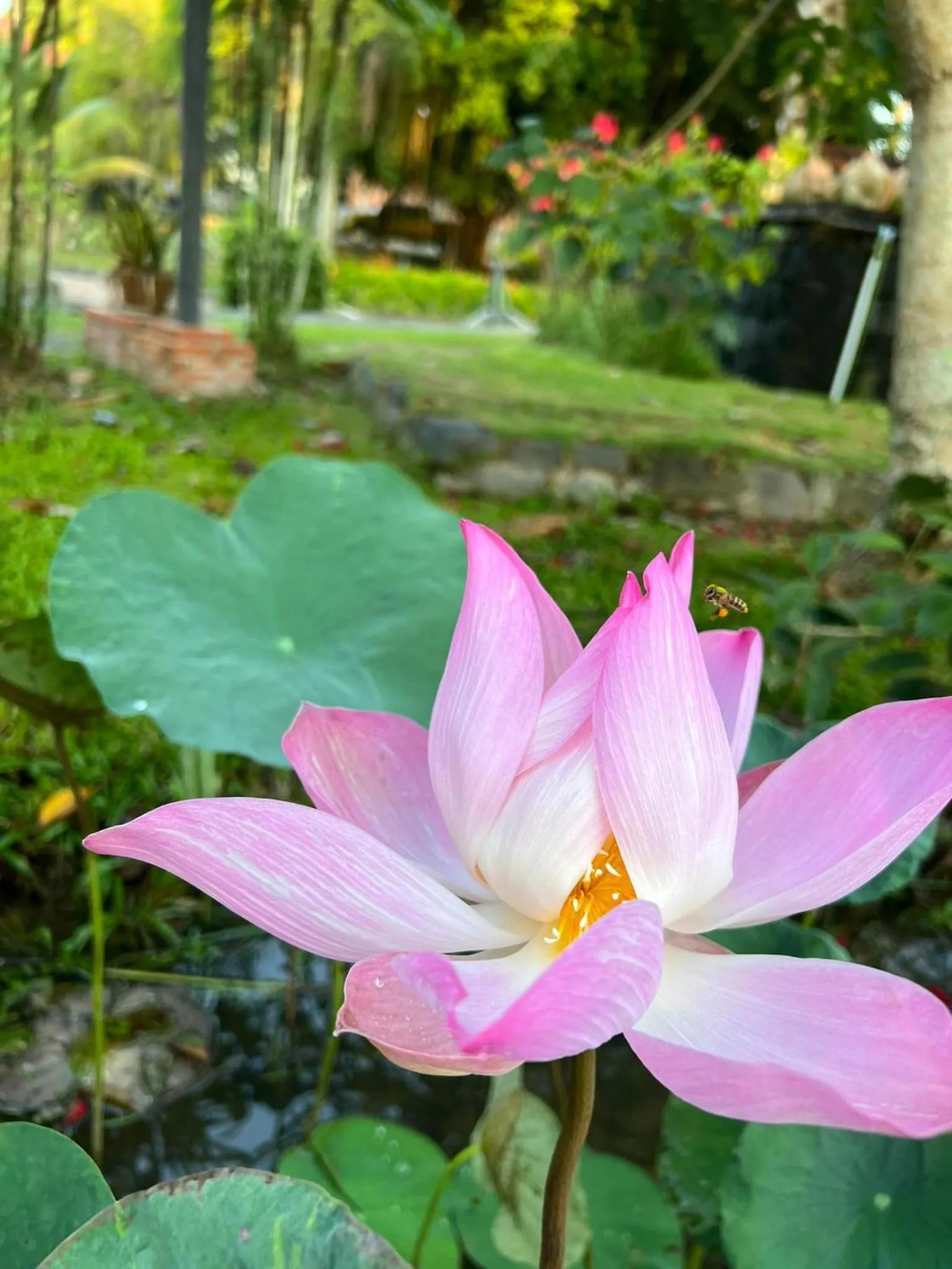 Garden in Les Hameaux de l'Orient