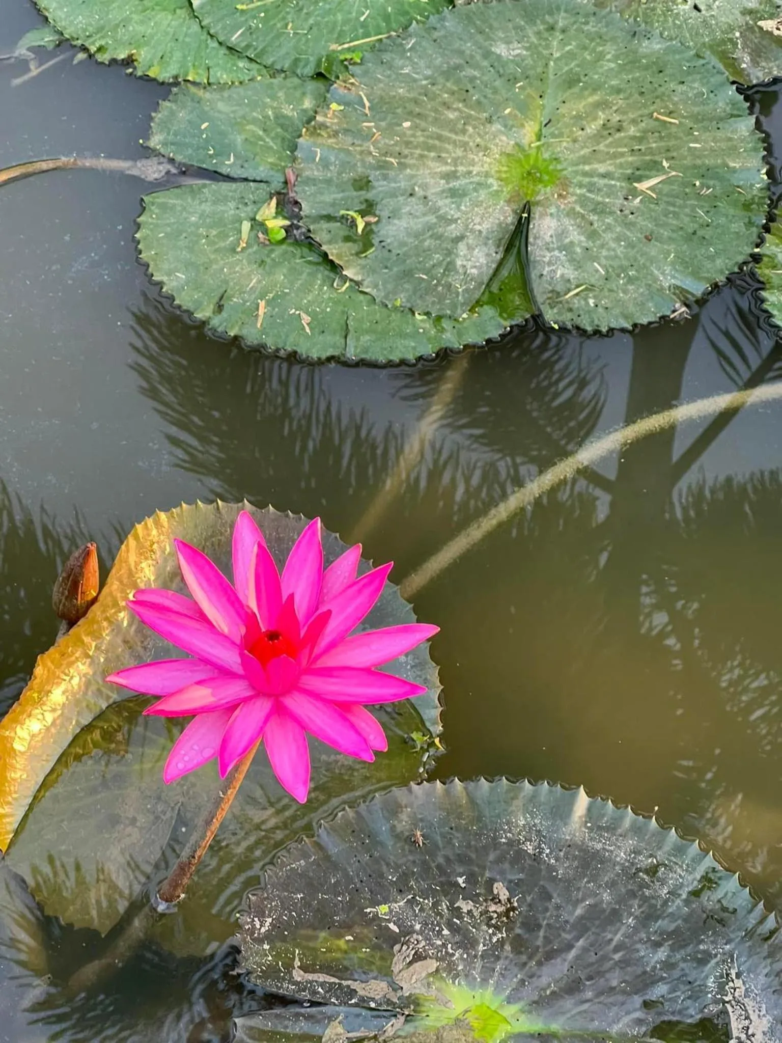 Garden view in Les Hameaux de l'Orient