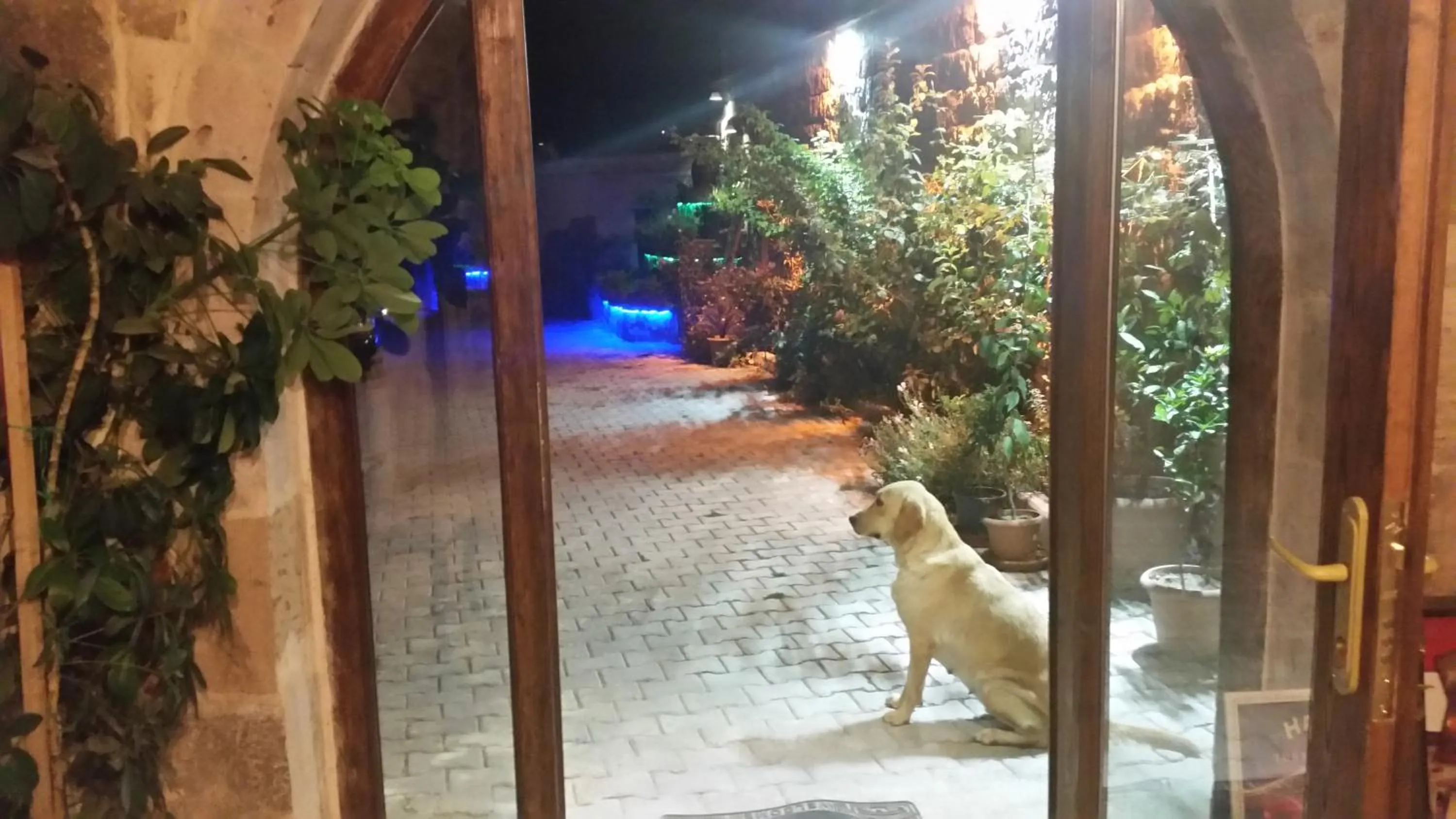 Pets in Family Cave Suite Hotel